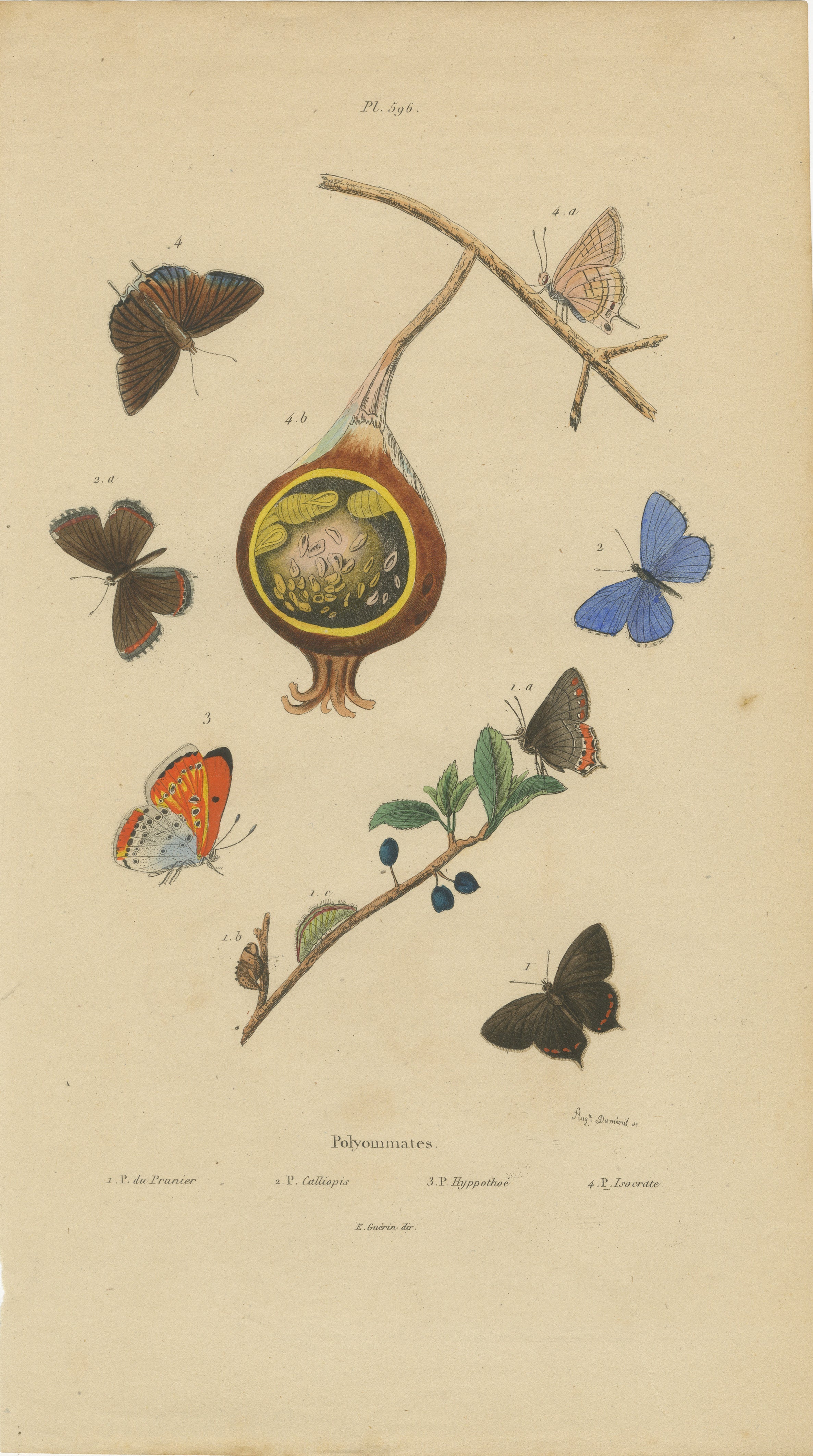 Polyommatus Butterflies & Caterpillars by Aug. Duméril, circa 1830