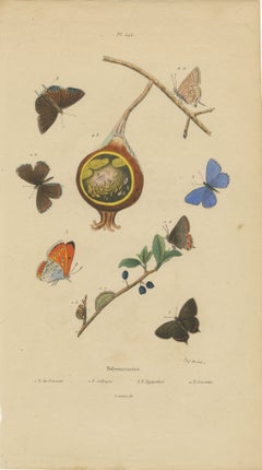 Mariposas y Orugas Polyommatus antes de Ago. Duméril, hacia 1830
