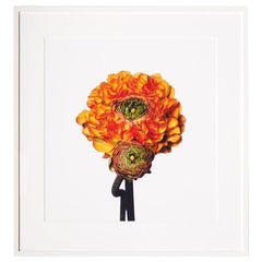 Pom Pom Ranunculus by Michael Zeppetello