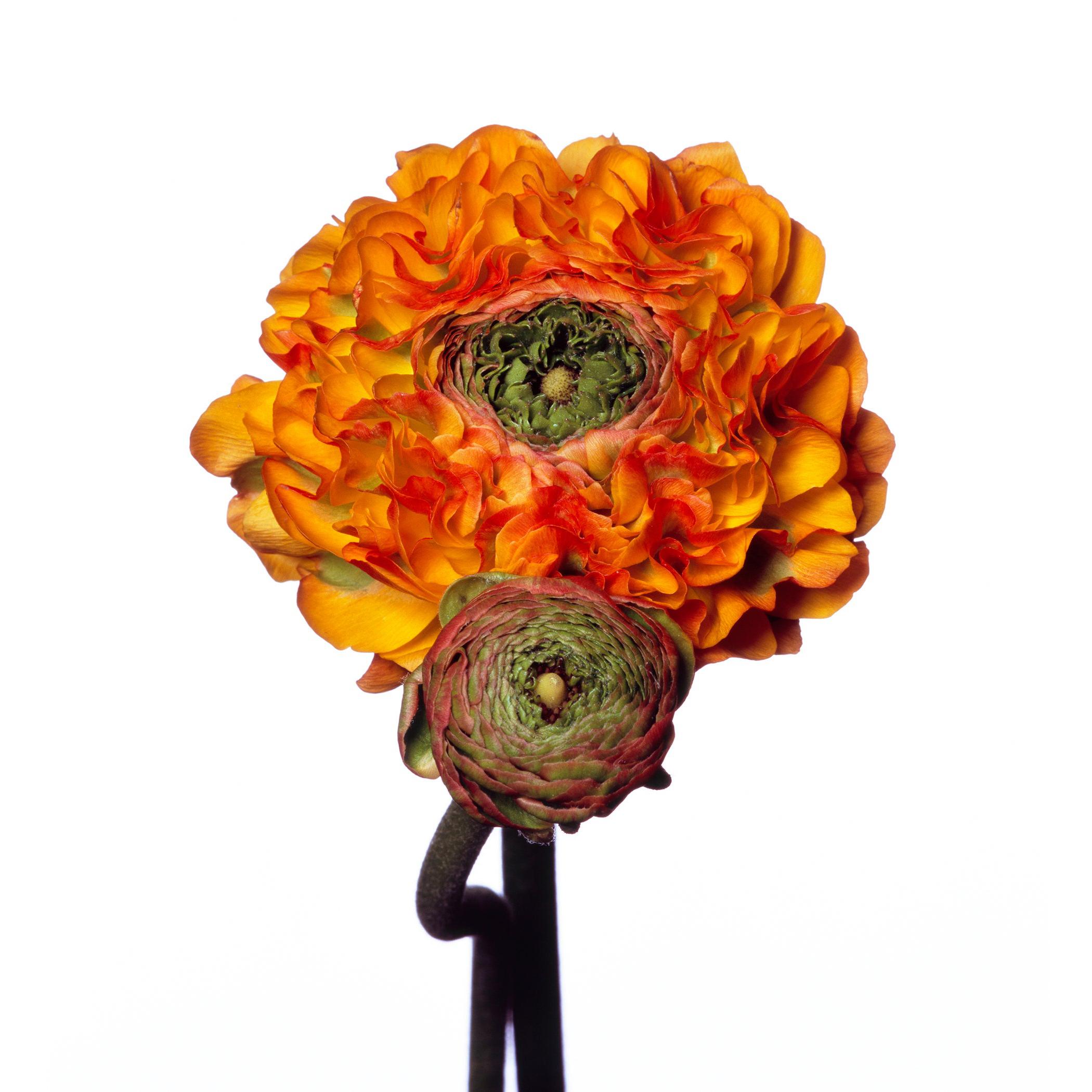 Pom Pom Ranunculus by Michael Zeppetello For Sale