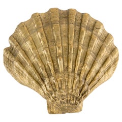 Cast brass shell knob BR_POM 176