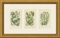 Pondweeds and Grass Wrack, Set of 3 Antique Botanical Plates, circa 1873