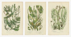 Piante acquatiche e alghe filamentose, serie di 3 tavole botaniche d’epoca, 1873 circa