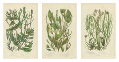 Pondweeds and Grass Wrack, Set of 3 Antique Botanical Plates, circa 1873