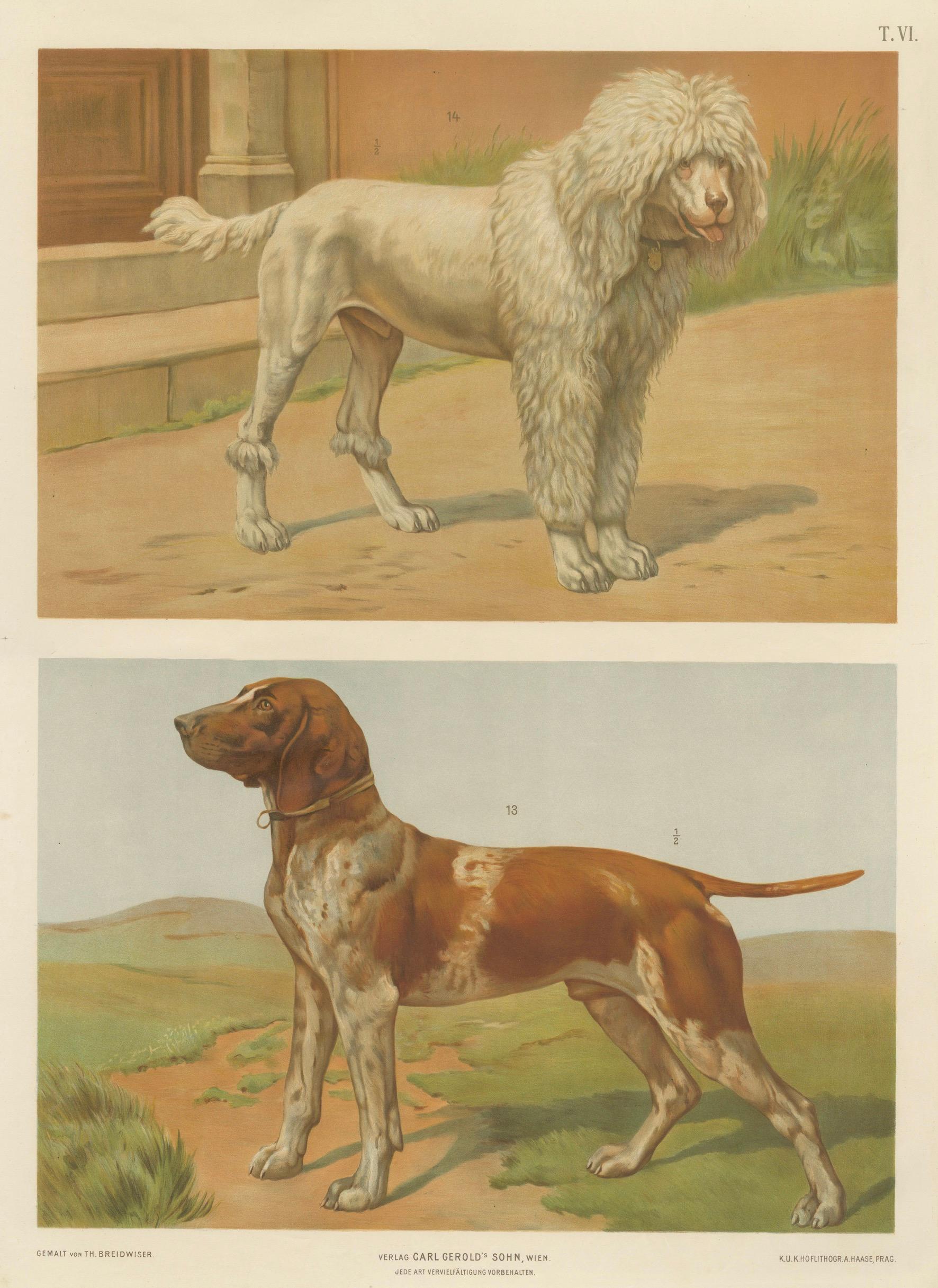 Large Antique Dog Poster – Poodle and Hound by Briedwiser c.1880

Description:
This large original zoological teaching poster was published circa 1880 by Carl Gerold’s Sohn in Vienna. Measuring approximately 65 x 84 cm, it features two finely