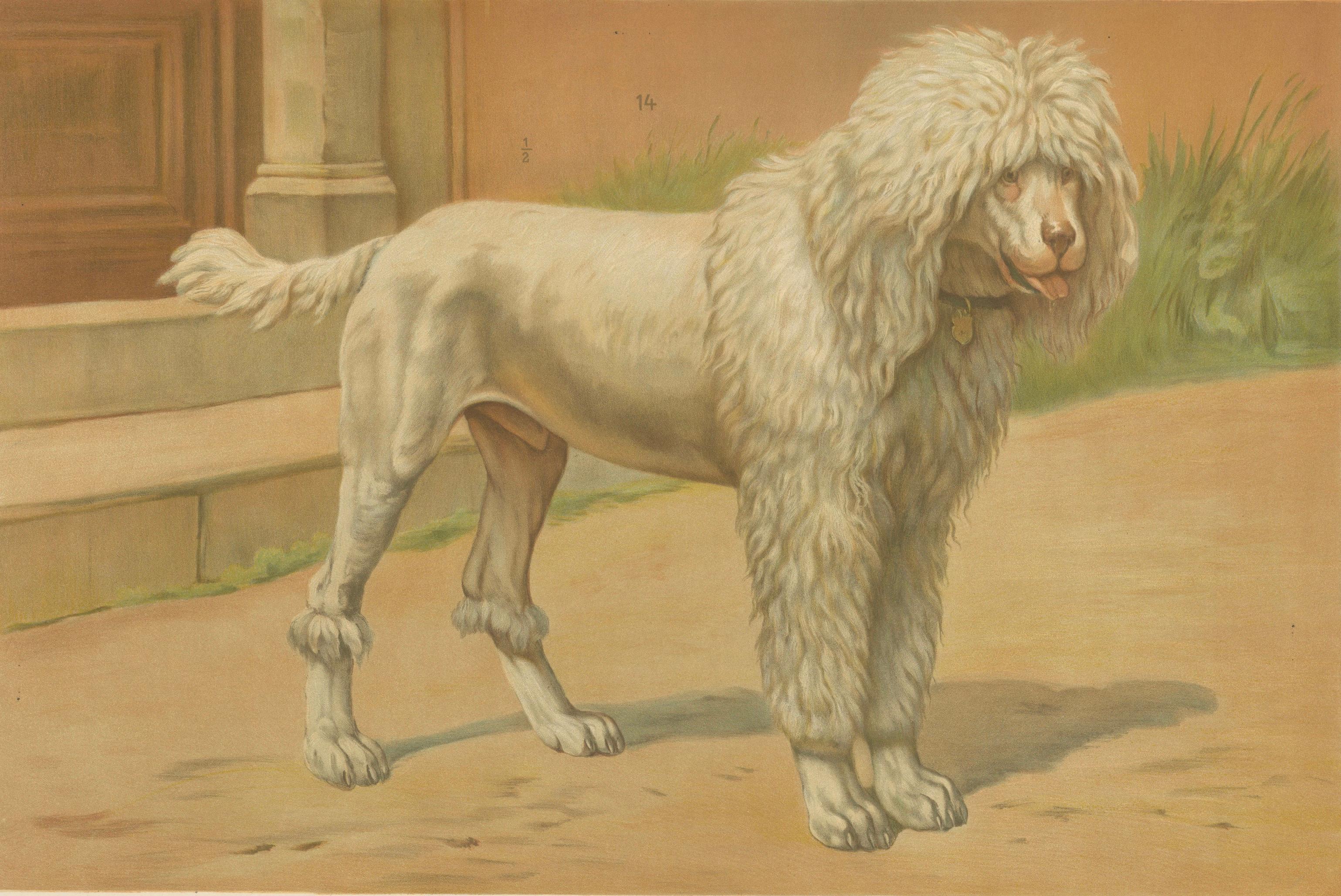 Austrian Poodle and Hound – Large Antique Dog Poster by Briedwiser, c.1880 For Sale