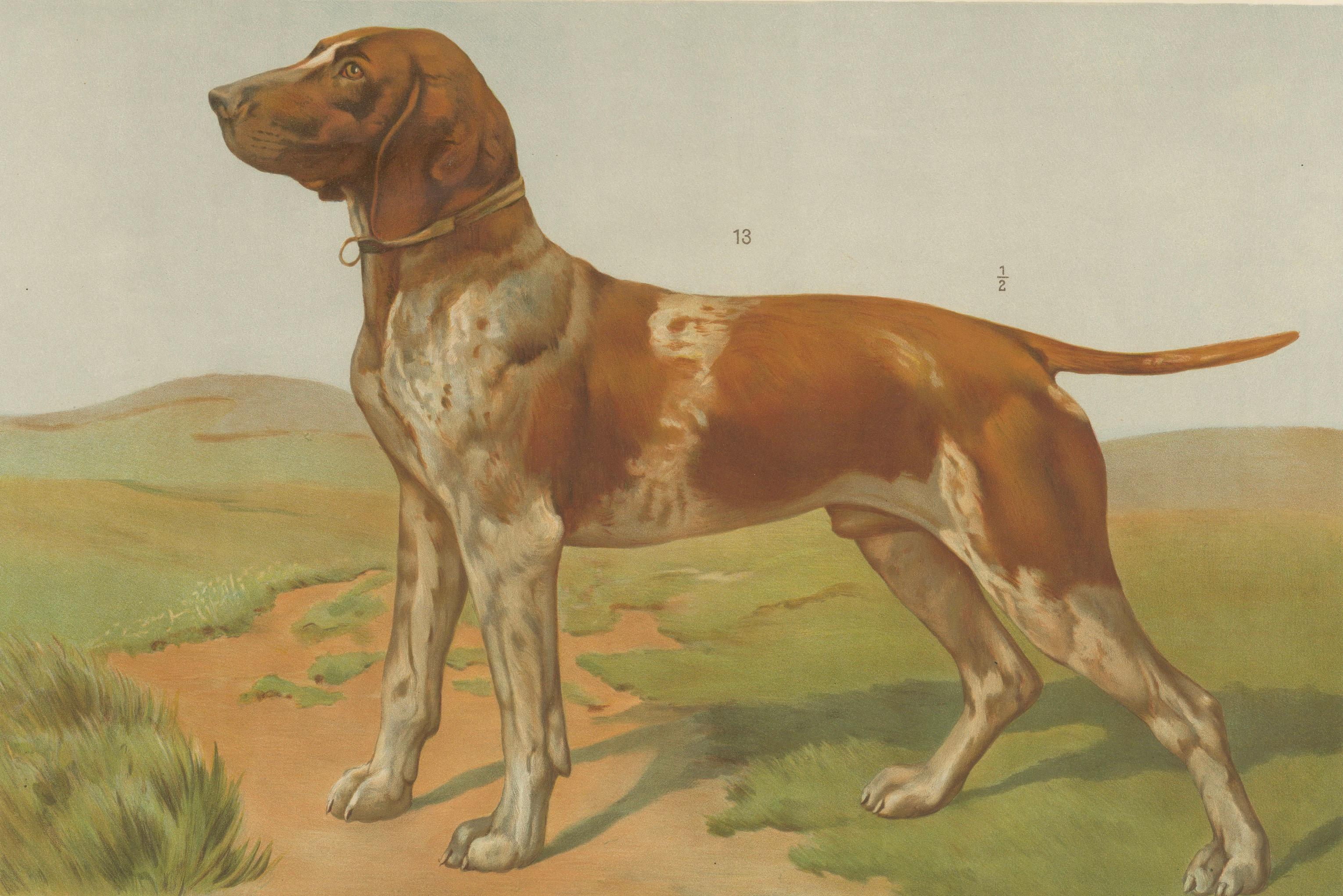 Poodle and Hound – Large Antique Dog Poster by Briedwiser, c.1880 In Good Condition For Sale In Langweer, NL
