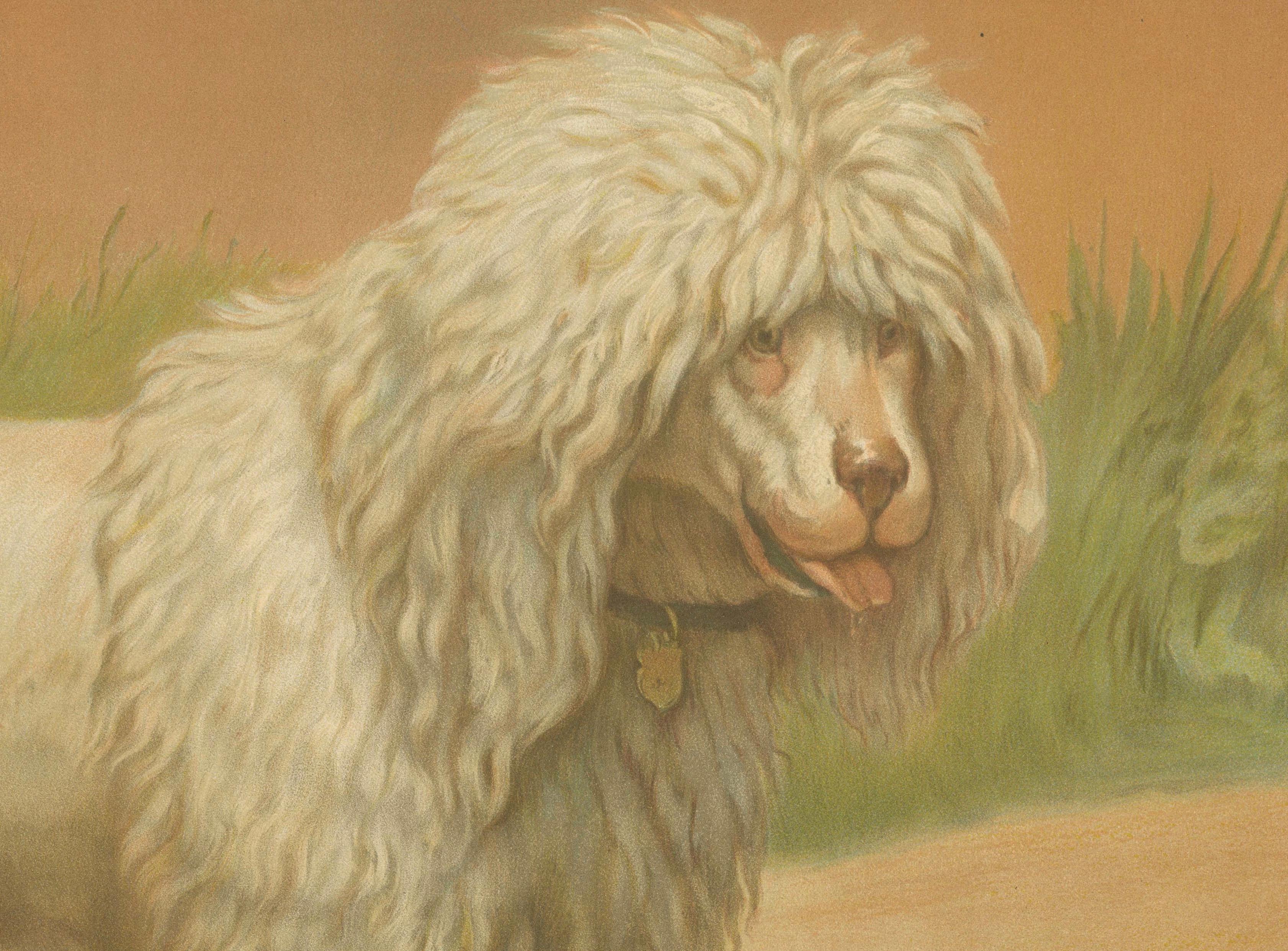 19th Century Poodle and Hound – Large Antique Dog Poster by Briedwiser, c.1880 For Sale
