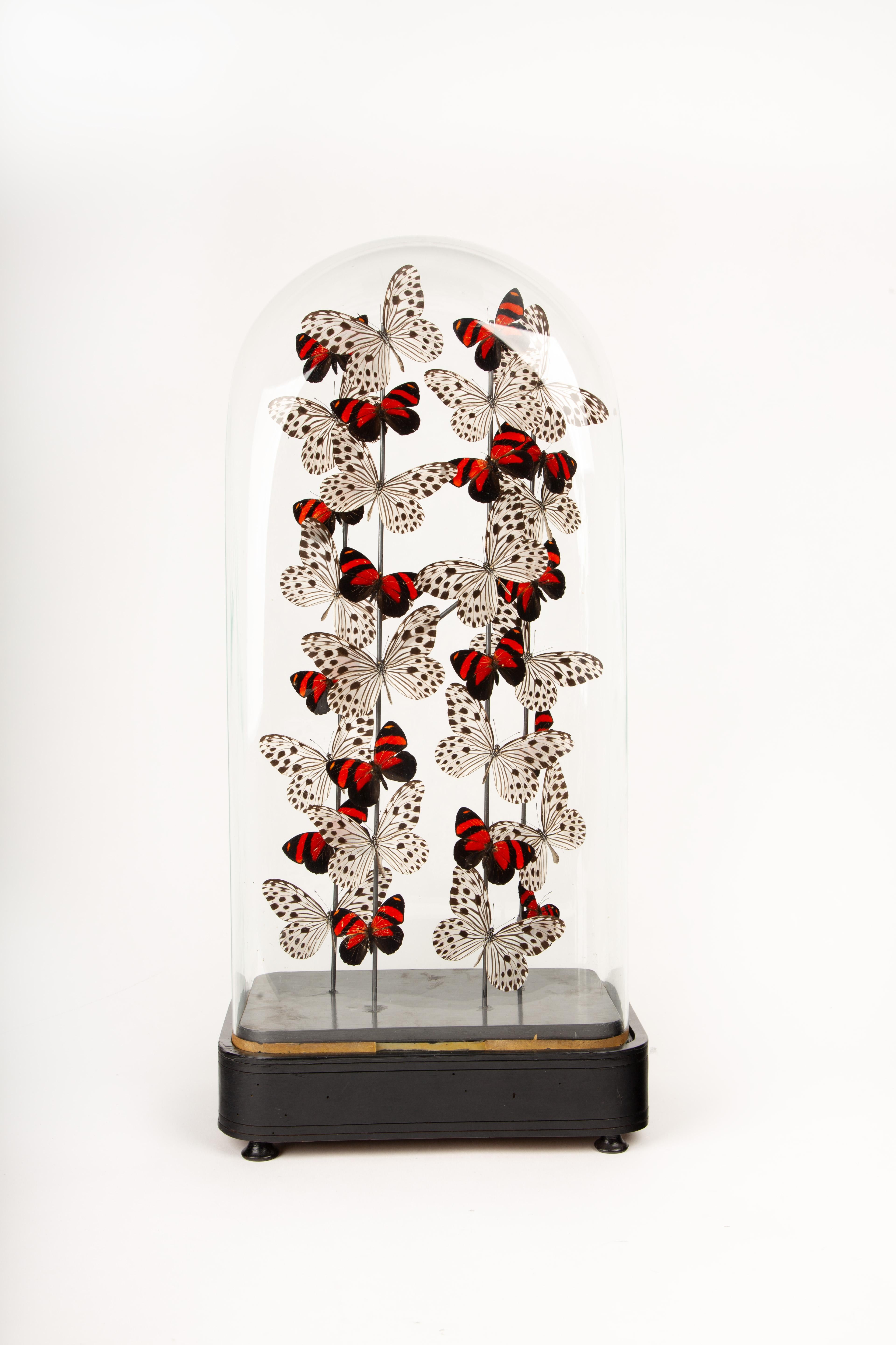 Dans Poppies, l'artiste Hasharat présente une composition verticale spectaculaire de vrais papillons, méticuleusement disposés à l'intérieur d'une cloche en verre antique du XIXe siècle mesurant 11