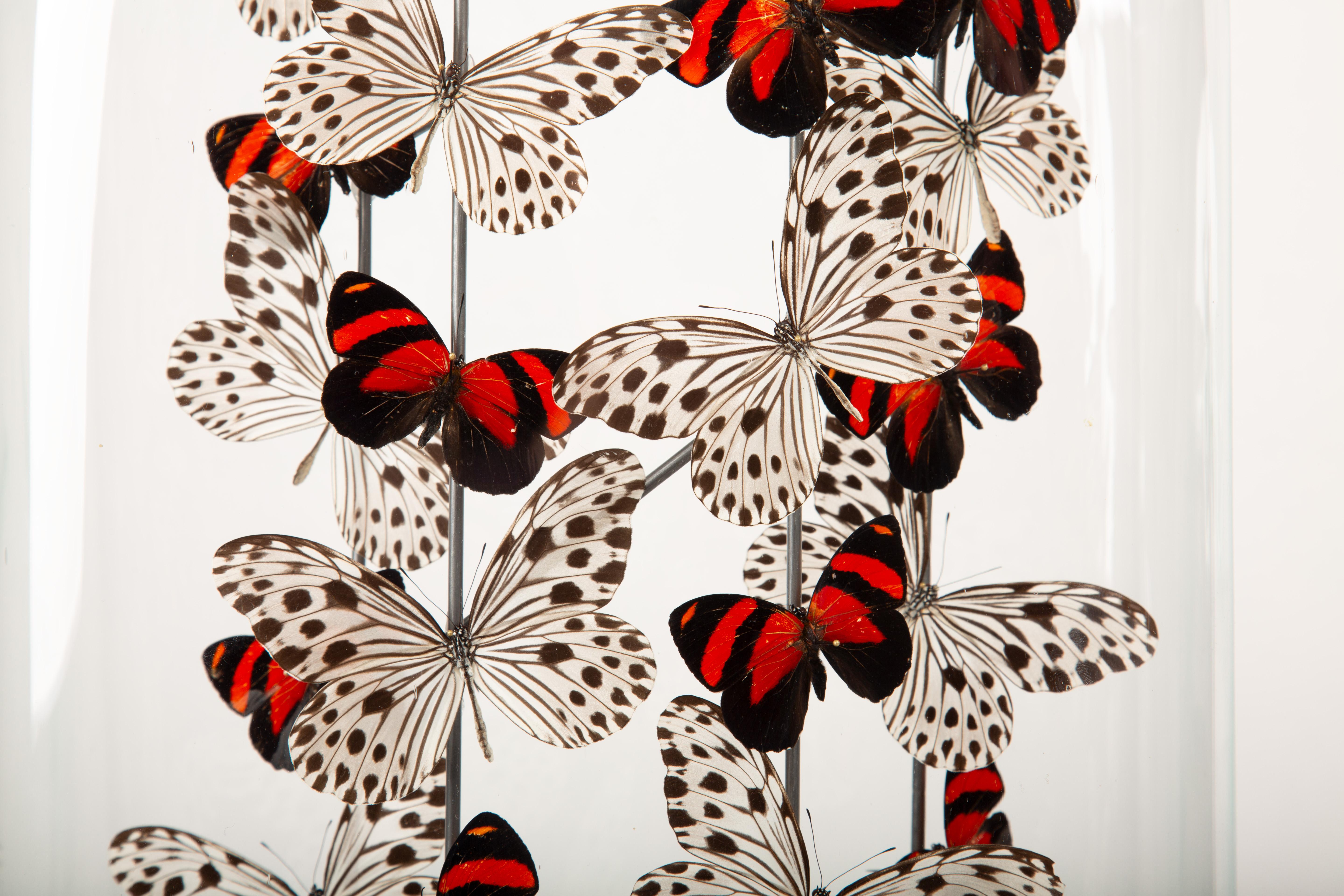 Américain Poppies by Hasharat - Cloche en verre du 19e siècle avec papillons en vente