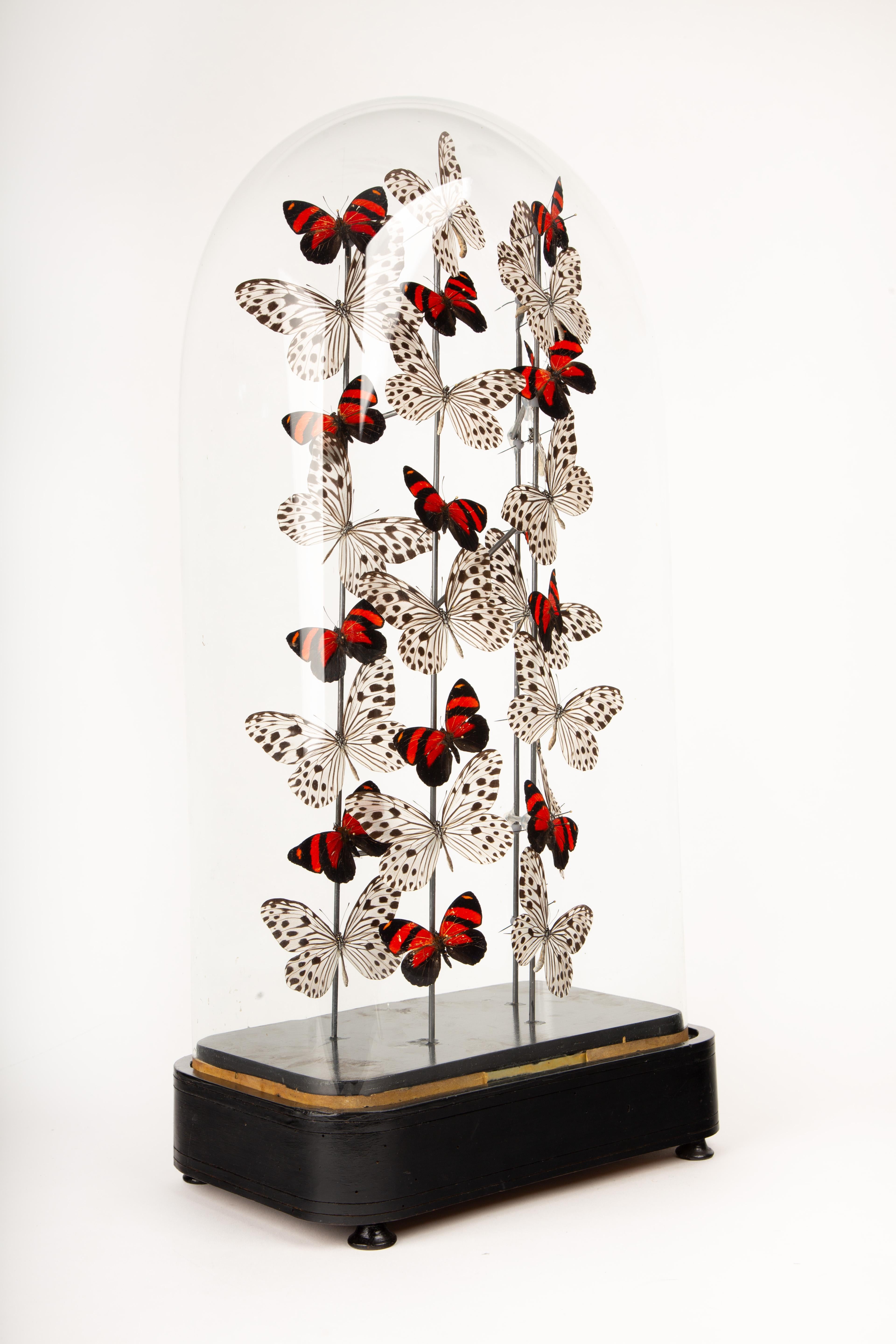 Poppies by Hasharat - Cloche en verre du 19e siècle avec papillons Neuf - En vente à New York, NY