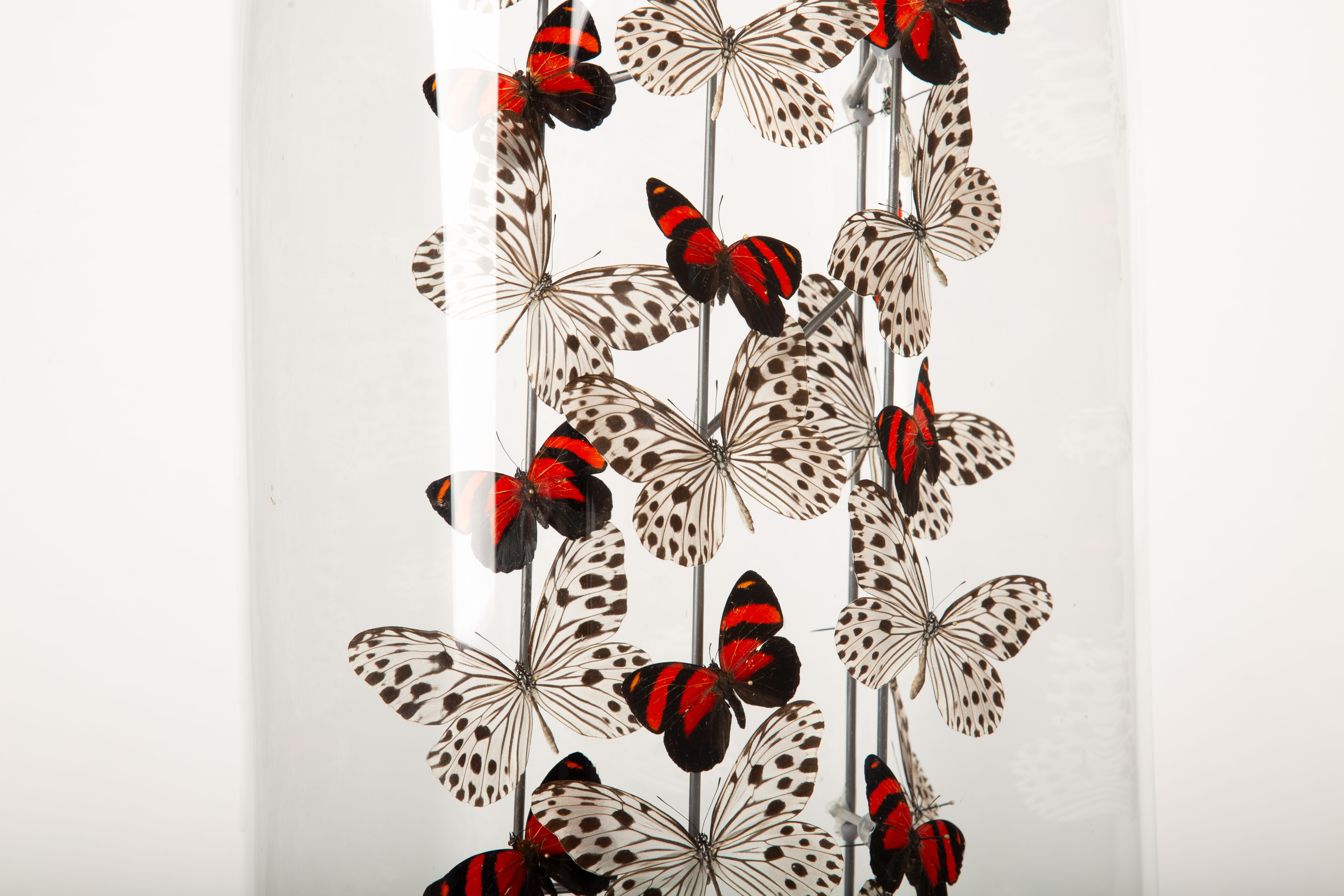 XXIe siècle et contemporain Poppies by Hasharat - Cloche en verre du 19e siècle avec papillons en vente