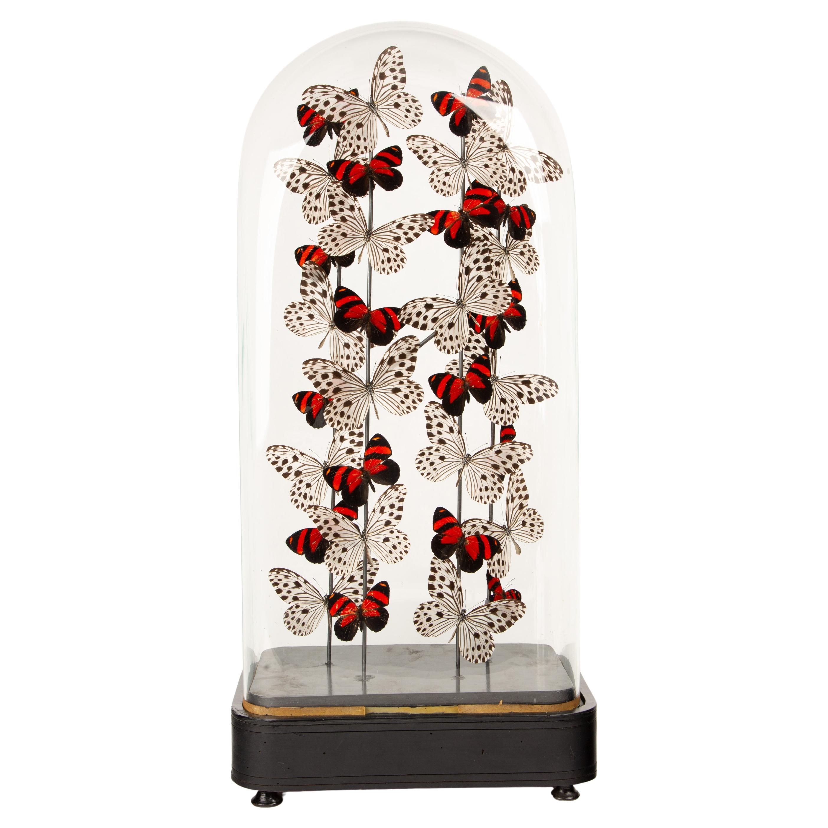 “Poppies” by Hasharat – 19th Century Glass Cloche with Butterflies