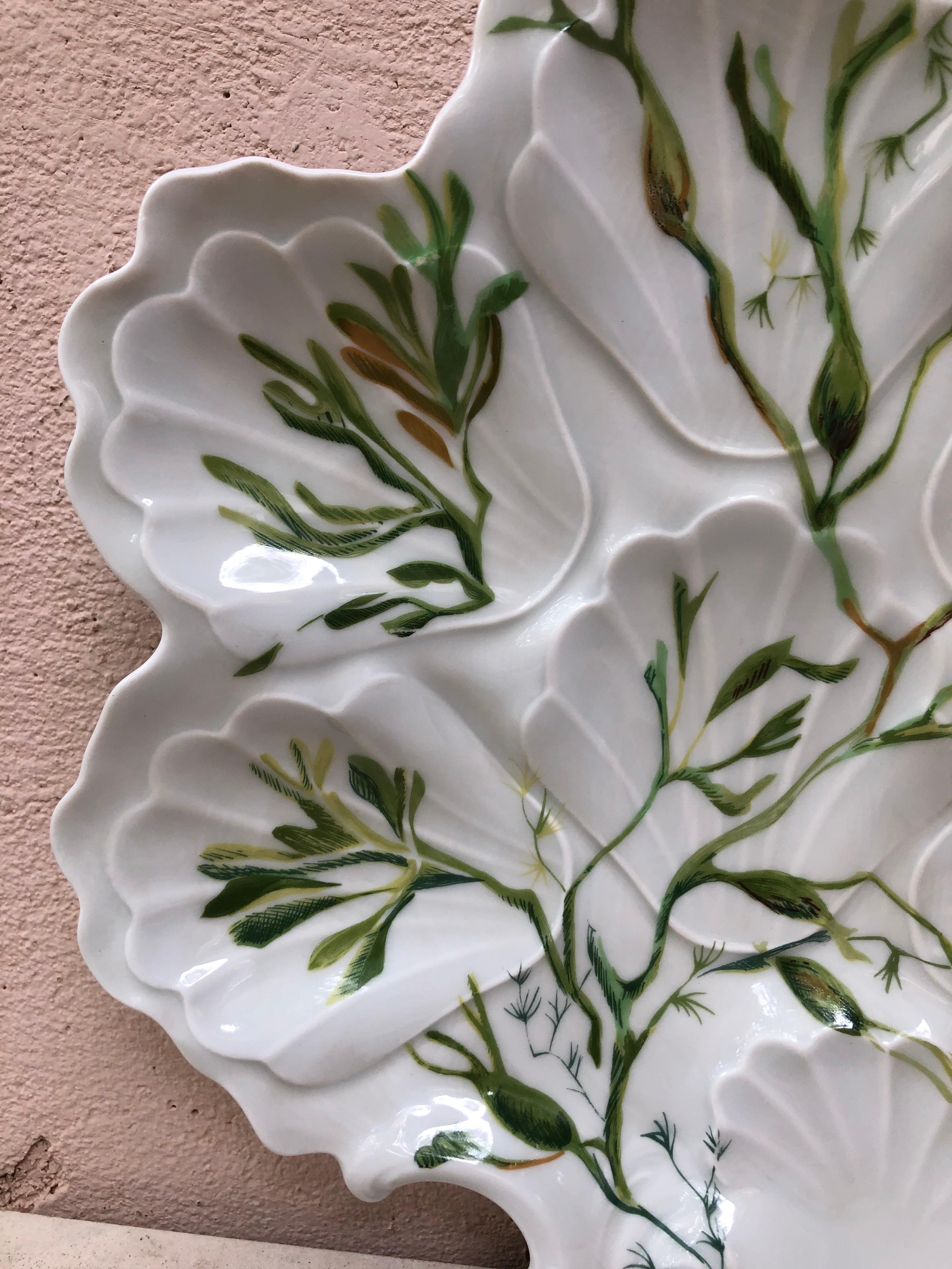 French porcelain oyster plate with seaweeds Limoges, circa 1900.
   