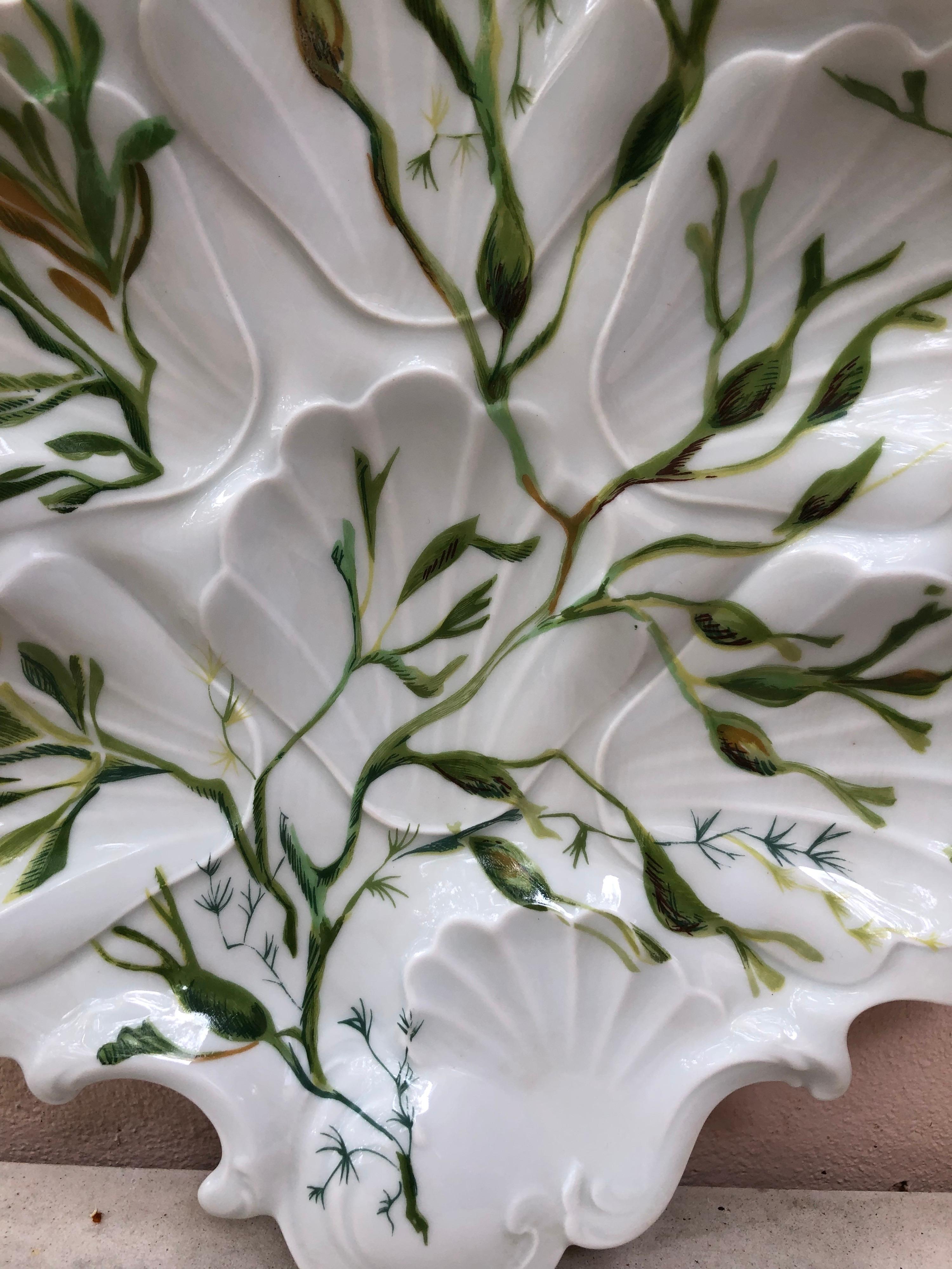 Aesthetic Movement Porcelain Oyster Plate with Seaweeds Limoges, circa 1900 For Sale