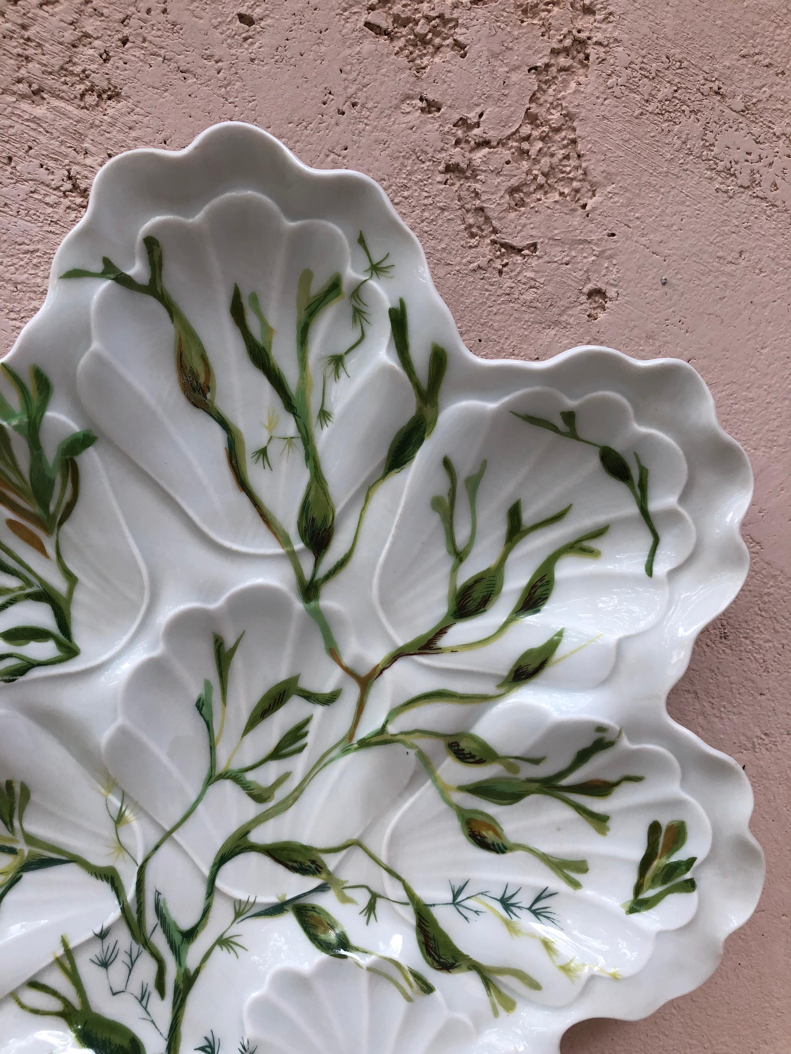 French Porcelain Oyster Plate with Seaweeds Limoges, circa 1900 For Sale