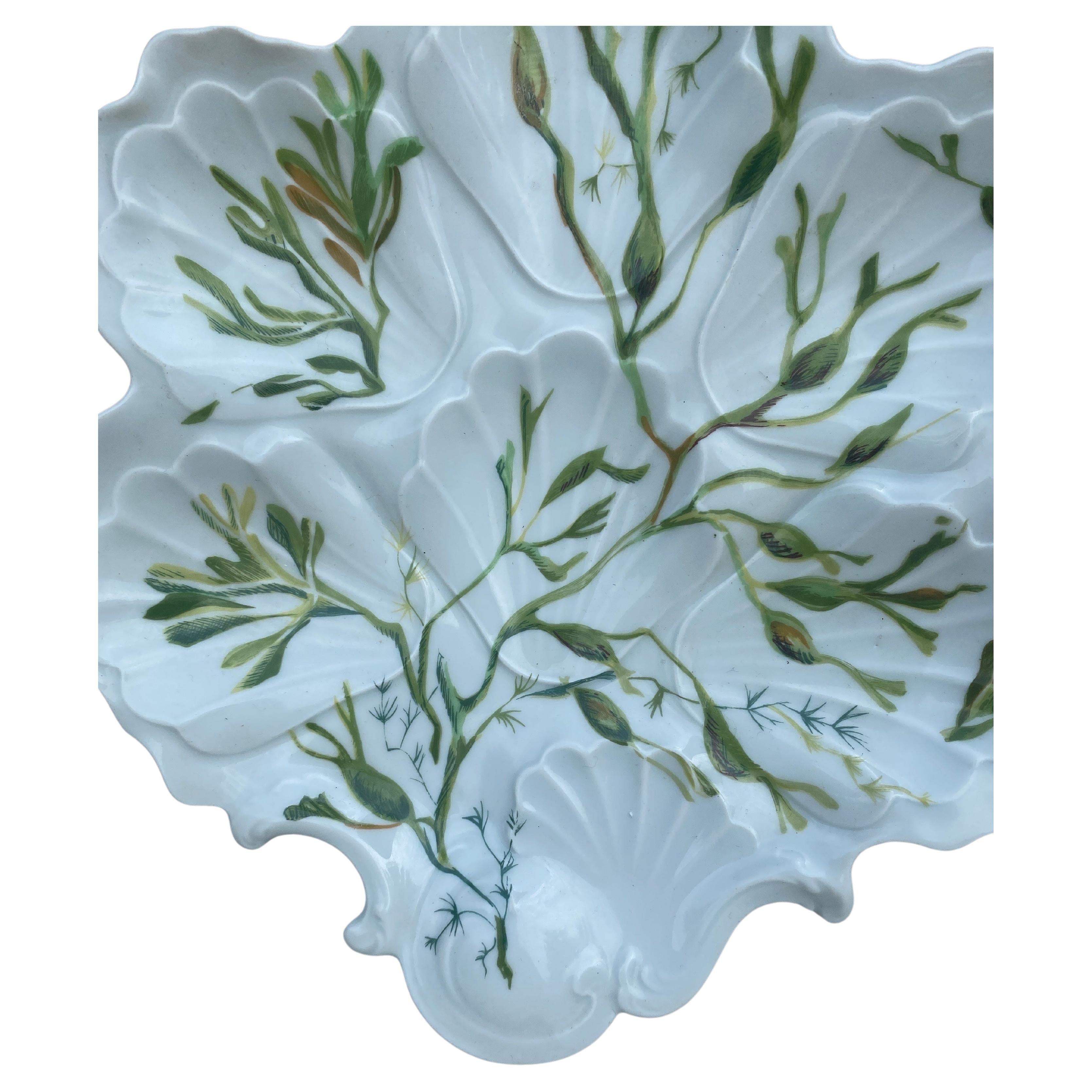 Porcelain Oyster Plate with Seaweeds Limoges, circa 1900 In Good Condition For Sale In Austin, TX