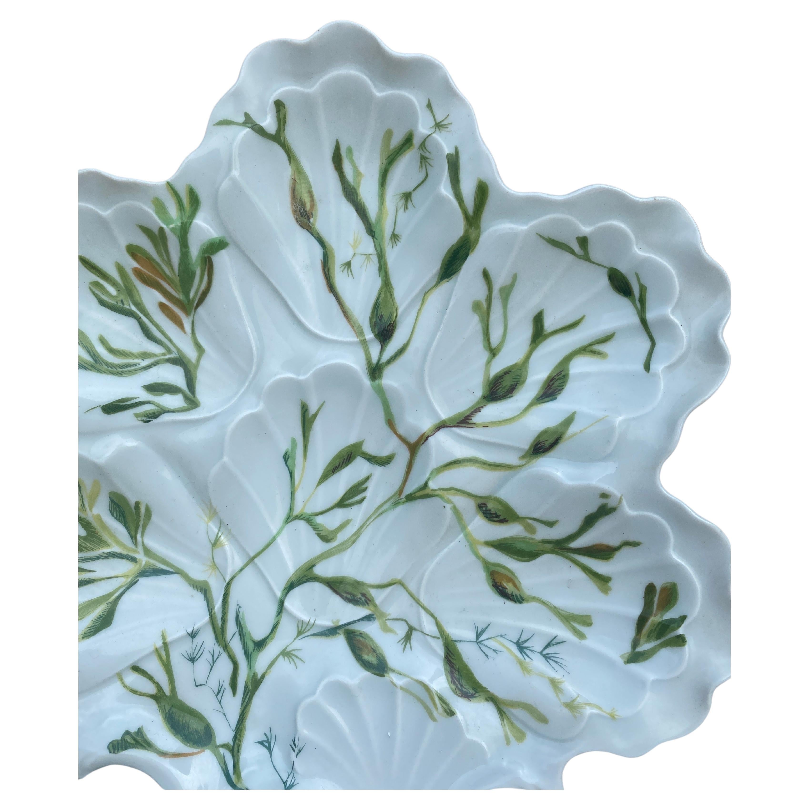Early 20th Century Porcelain Oyster Plate with Seaweeds Limoges, circa 1900 For Sale