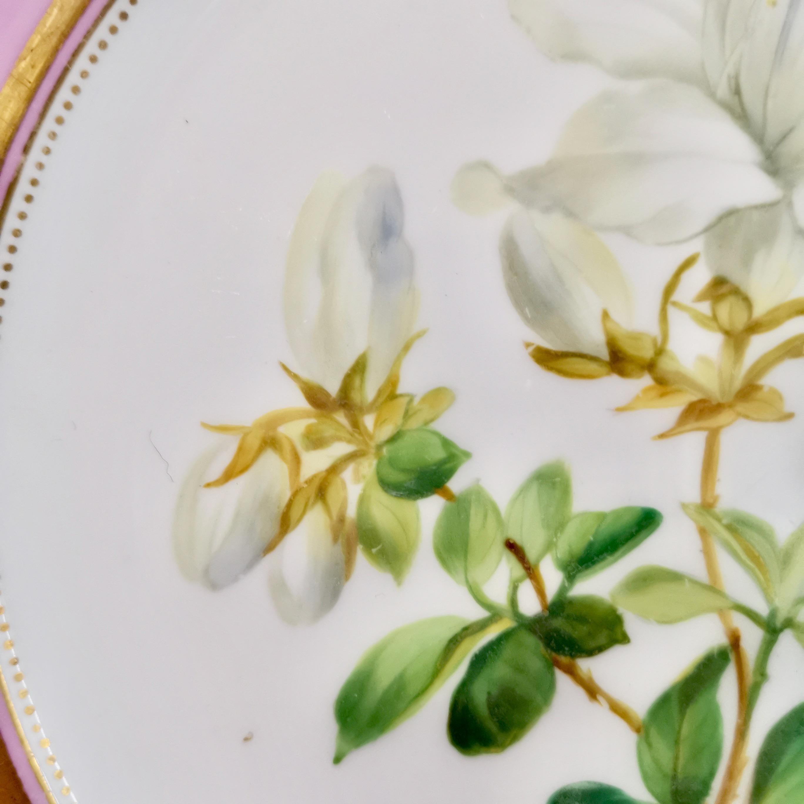 Porcelain Plate, Samuel Alcock, Pink with White Azalea, circa 1852 '2' 3