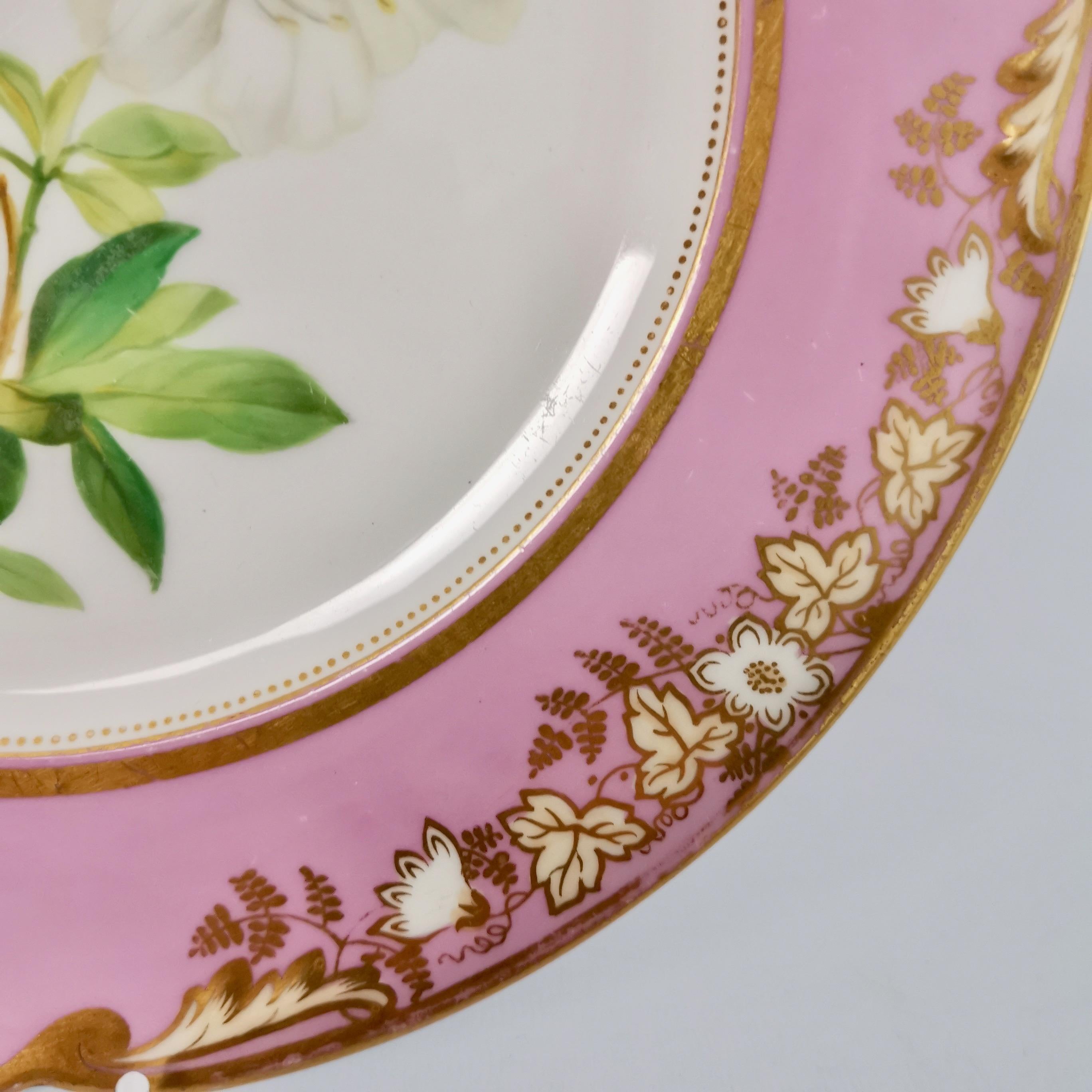 Porcelain Plate, Samuel Alcock, Pink with White Azalea, circa 1852 '2' 5