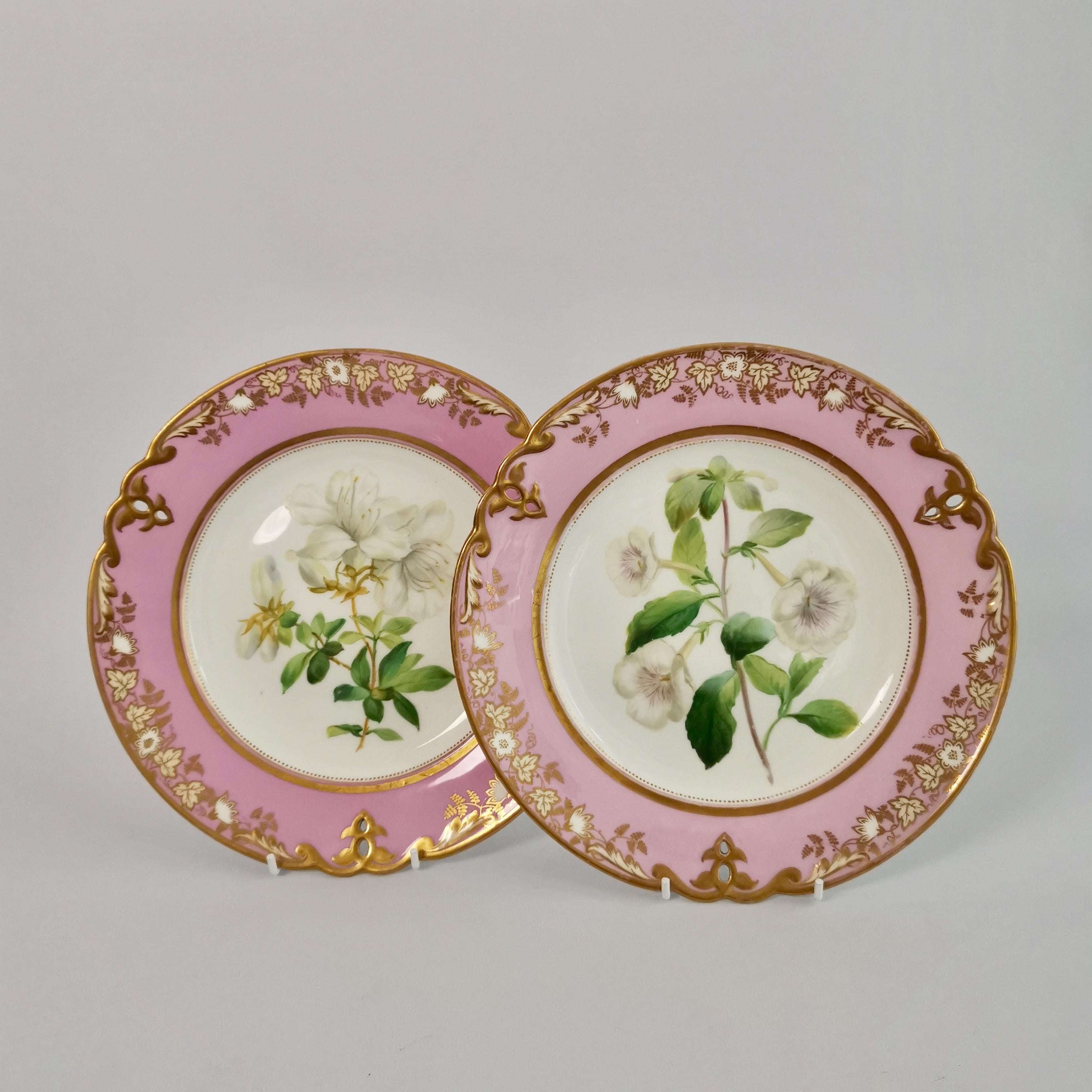This is a dessert plate made by Samuel Alcock circa 1852. The plate is decorated with a pink border that is pierced and picked off in gilt, and a beautiful painting of a white azalea in the centre.

Samuel Alcock was one of the many potters in
