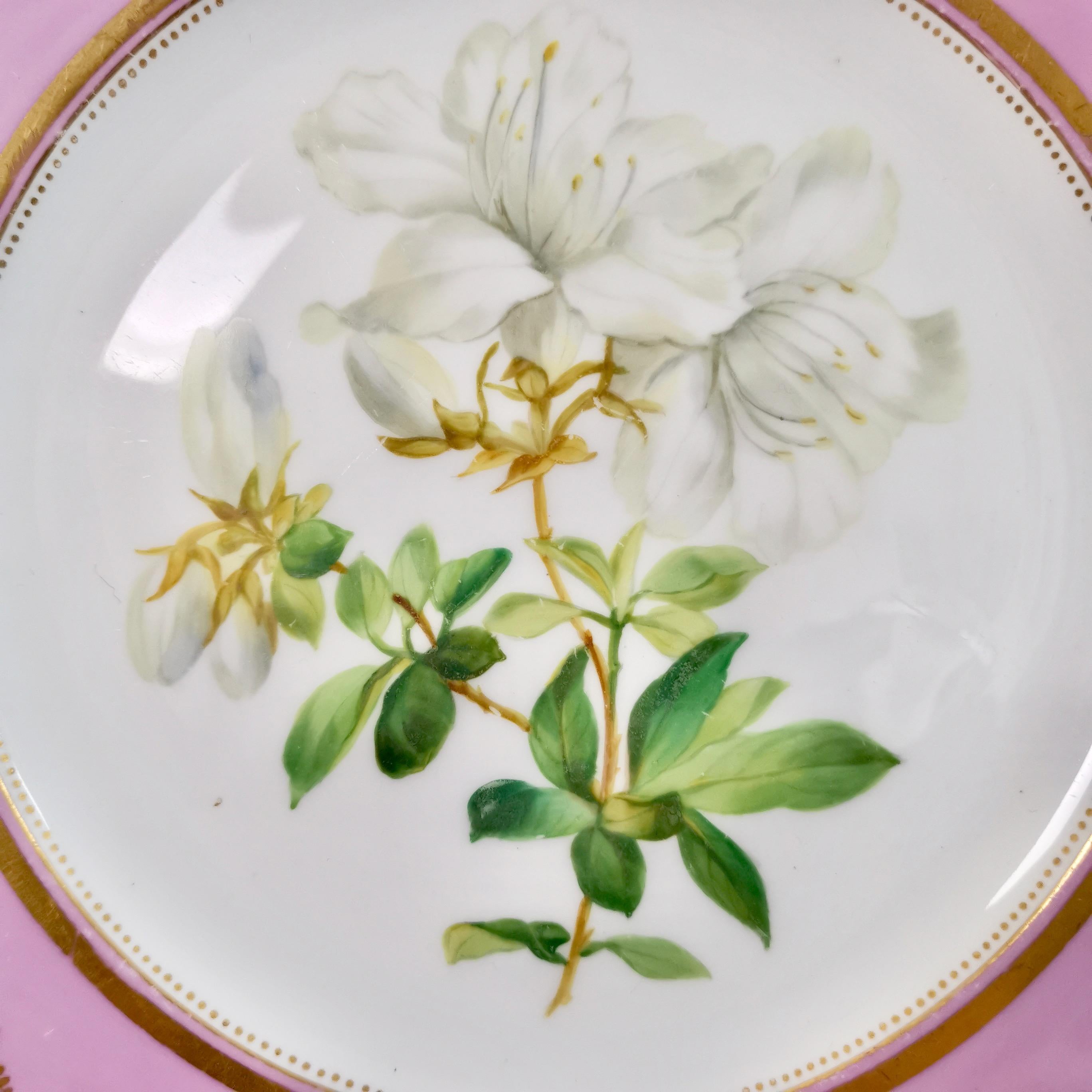 Victorian Porcelain Plate, Samuel Alcock, Pink with White Azalea, circa 1852 '2'