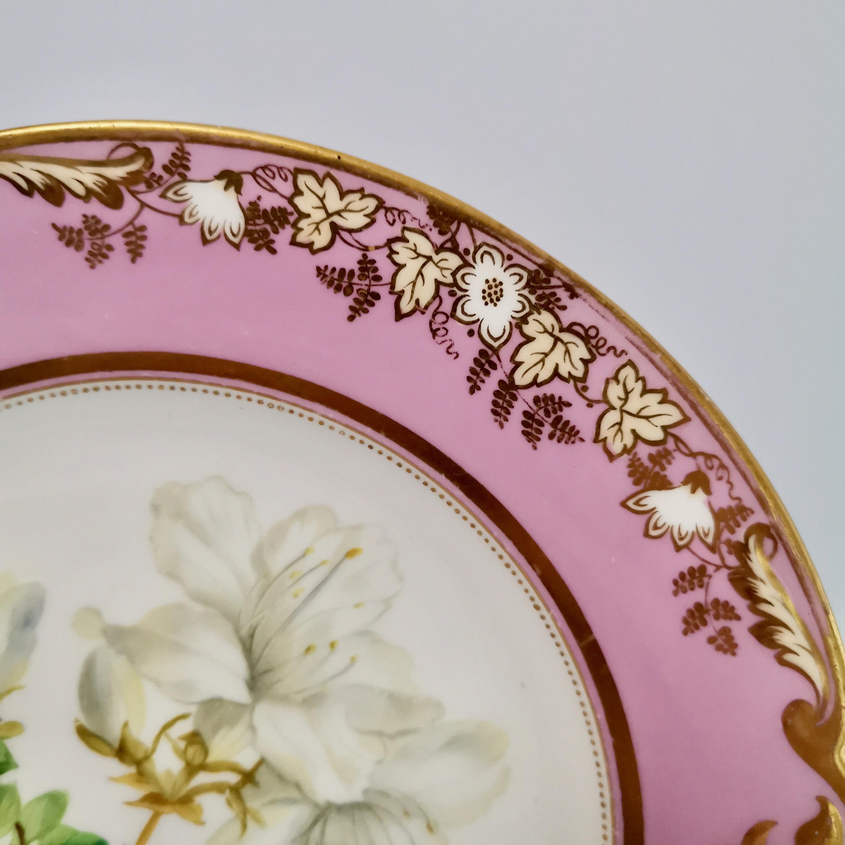 Mid-19th Century Porcelain Plate, Samuel Alcock, Pink with White Azalea, circa 1852 '2'