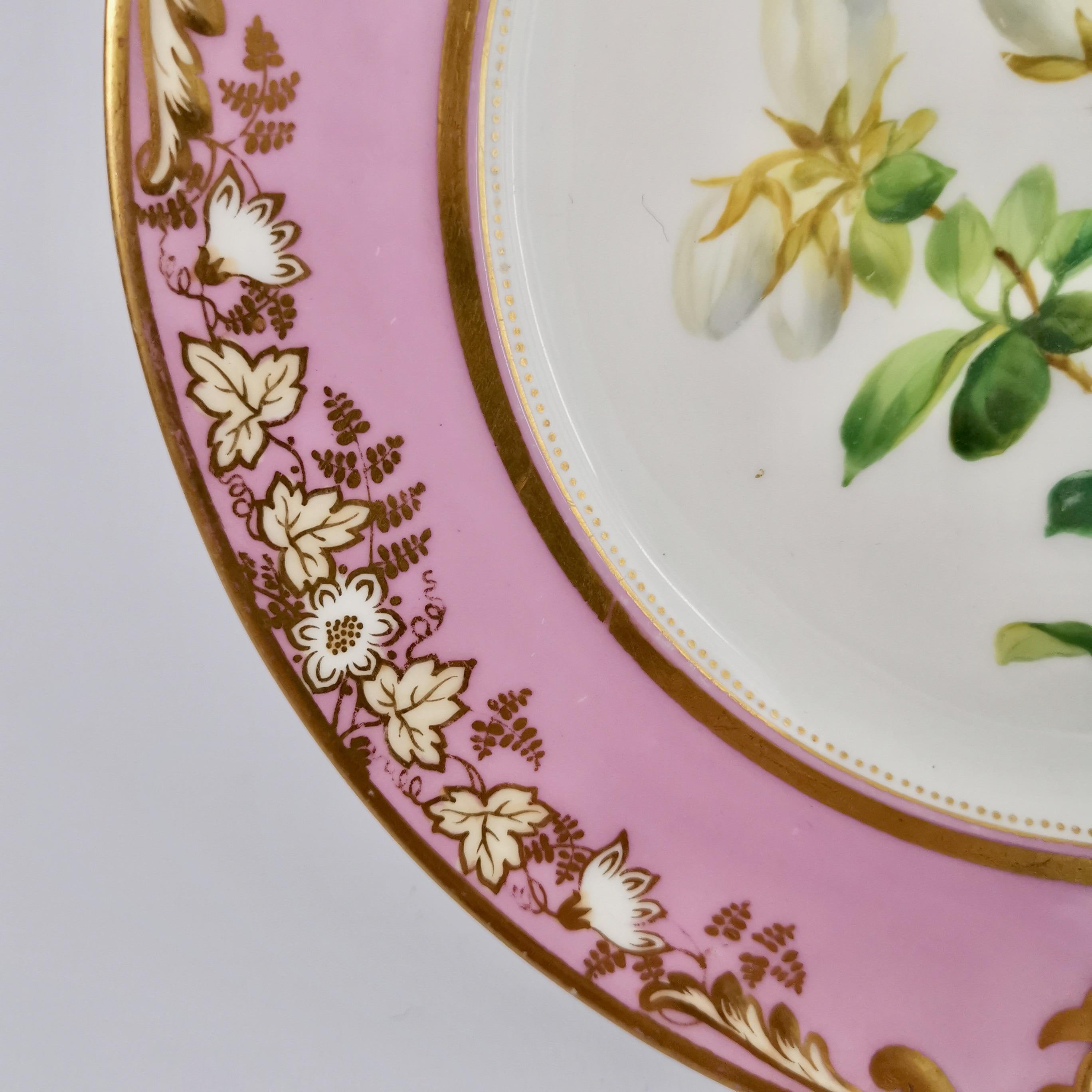 Porcelain Plate, Samuel Alcock, Pink with White Azalea, circa 1852 '2' 2