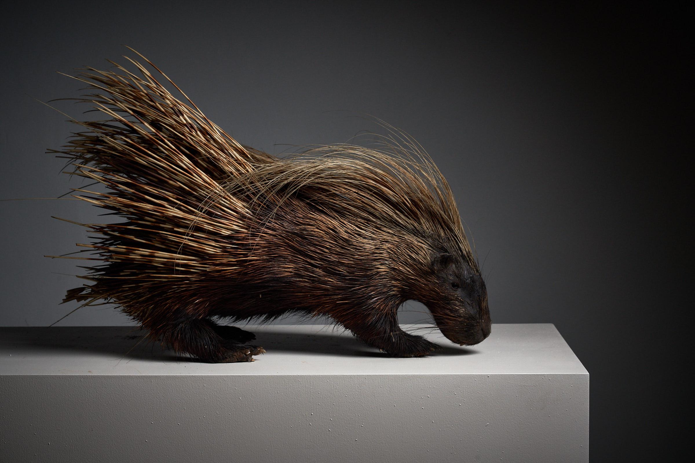Introduce intrigue and conversation to your space with this antique Porcupine Taxidermy Mount. Despite its fragility and charming signs of age, this life-size full porcupine is a captivating addition to your interior. The unique character of the