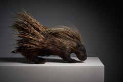 Porcupine Taxidermy Mount Antique