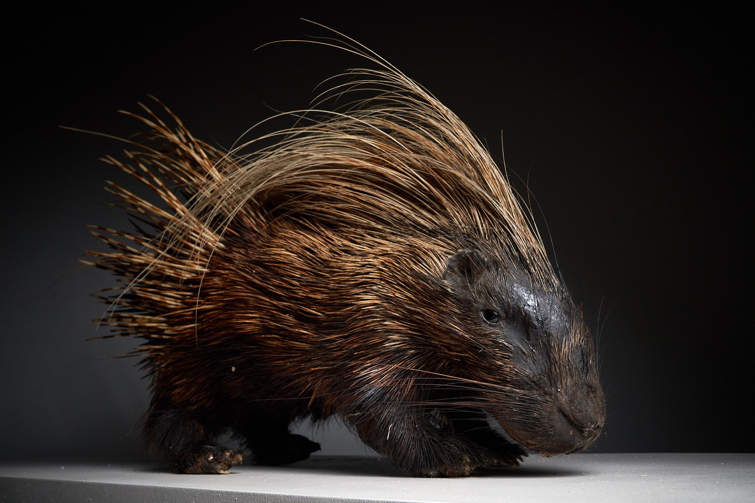 Unknown Porcupine Taxidermy Mount Antique For Sale