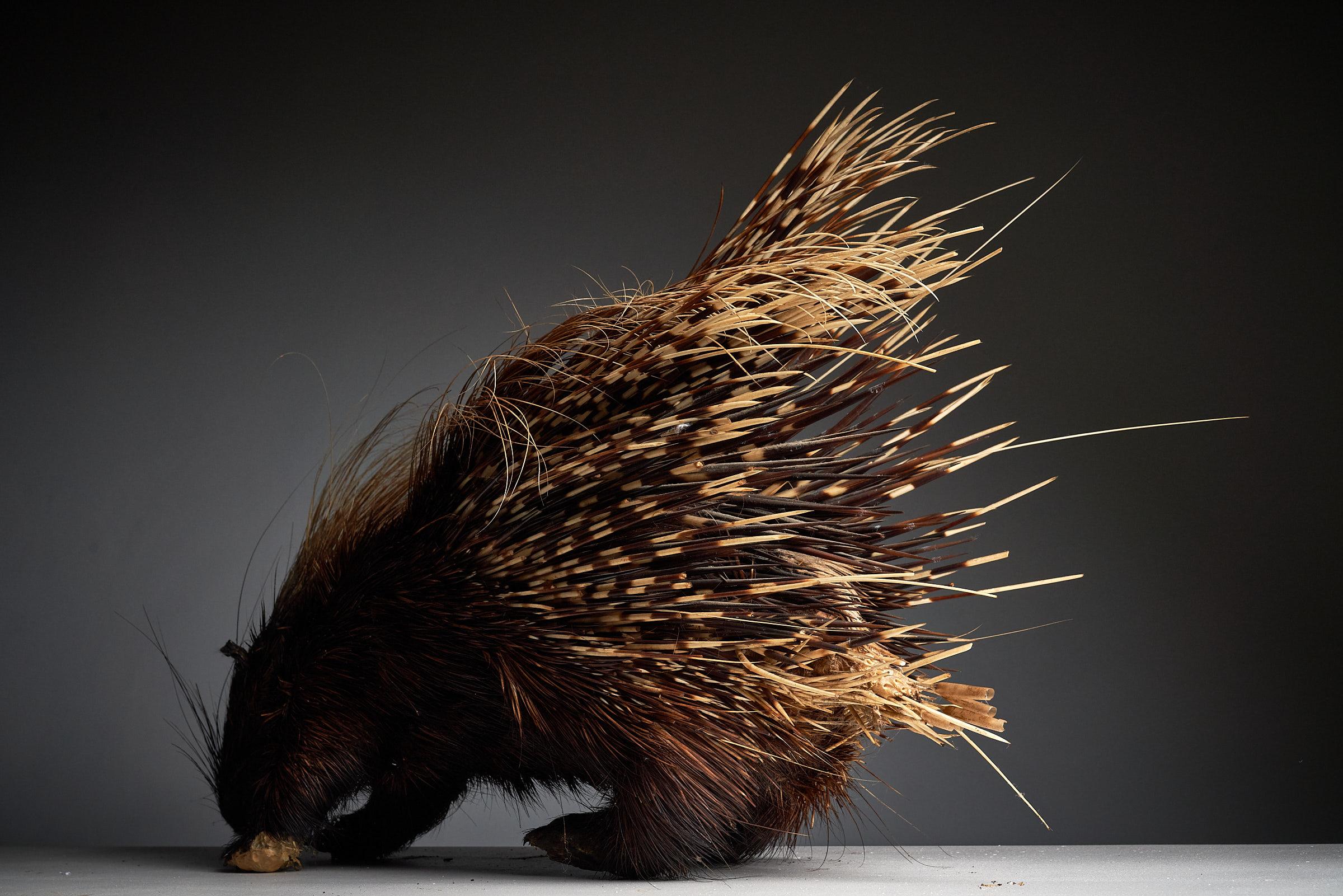 Hand-Crafted Porcupine Taxidermy Mount Antique For Sale