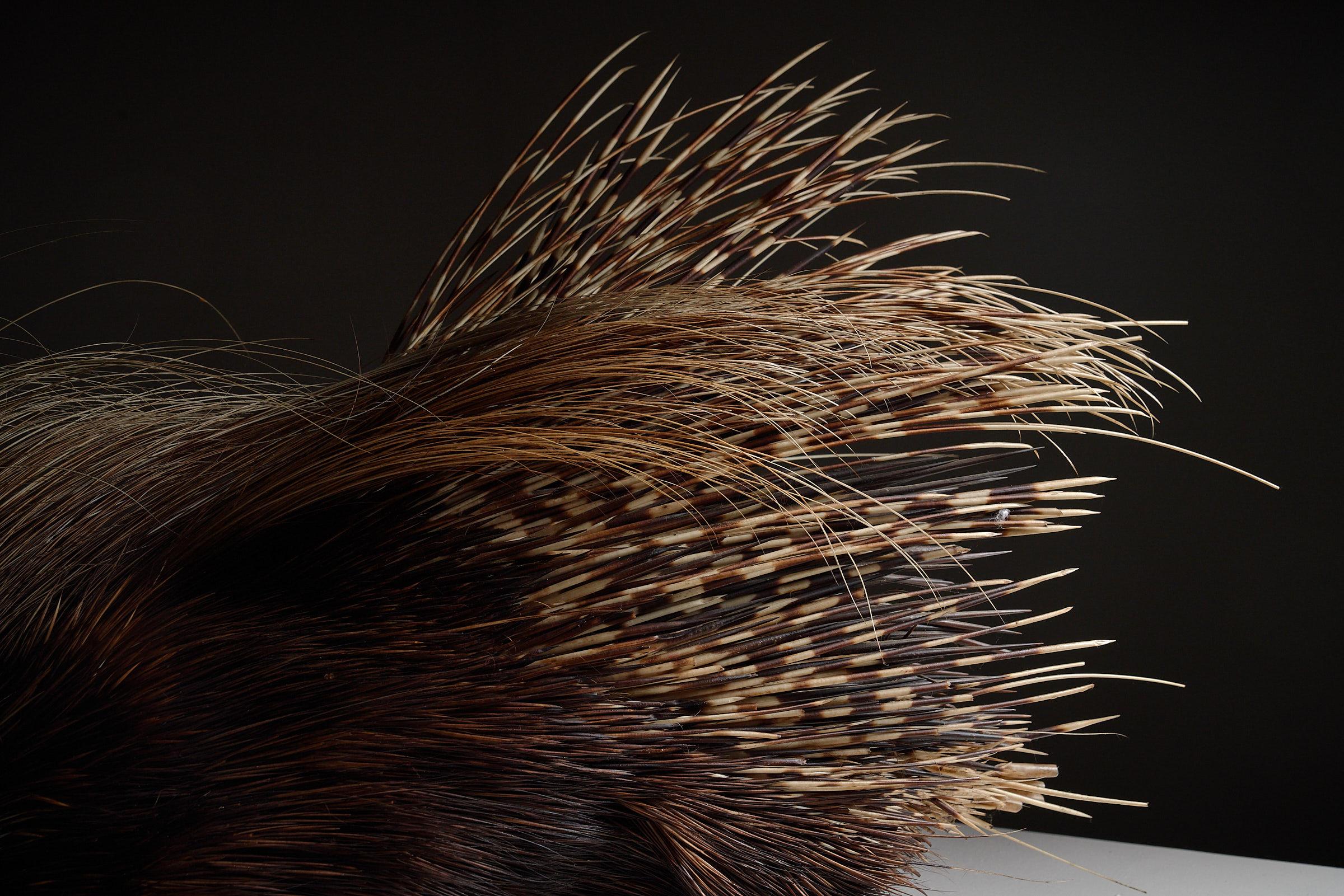 Antike Taxidermie-mount aus Porcupine (Tierleder) im Angebot