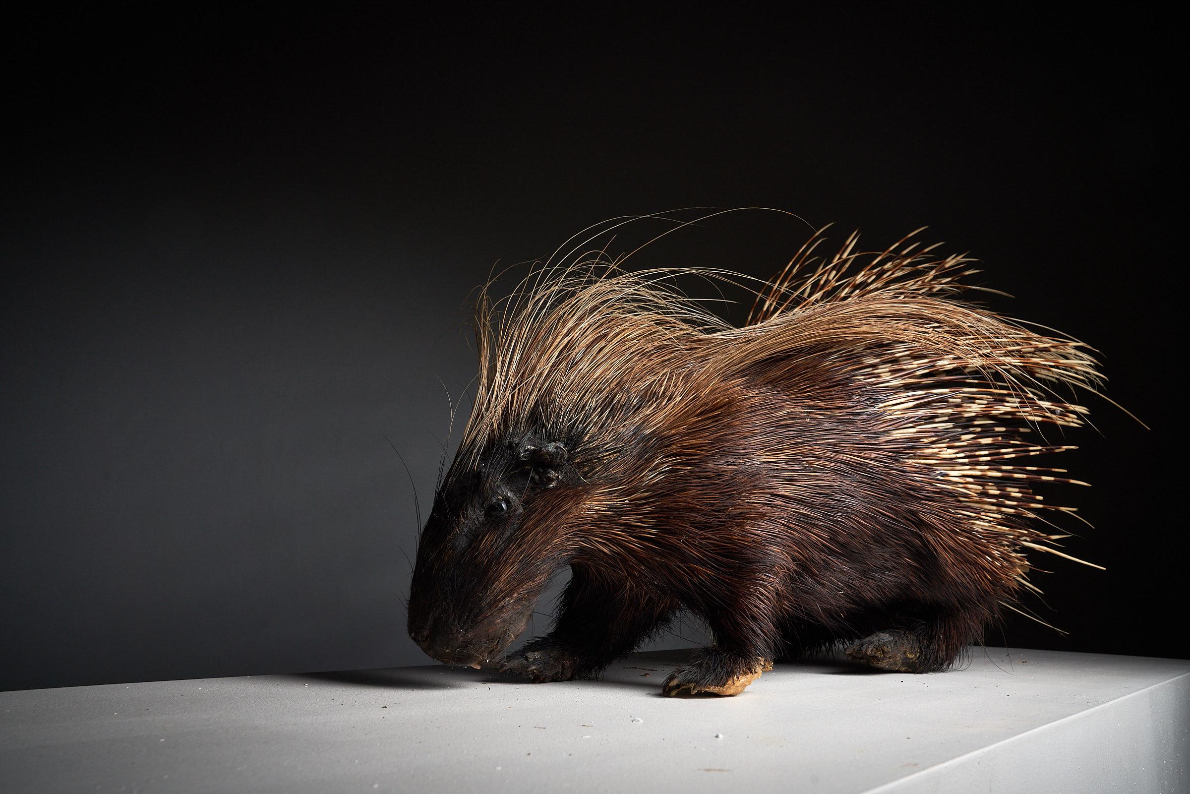 20th Century Porcupine Taxidermy Mount Antique For Sale