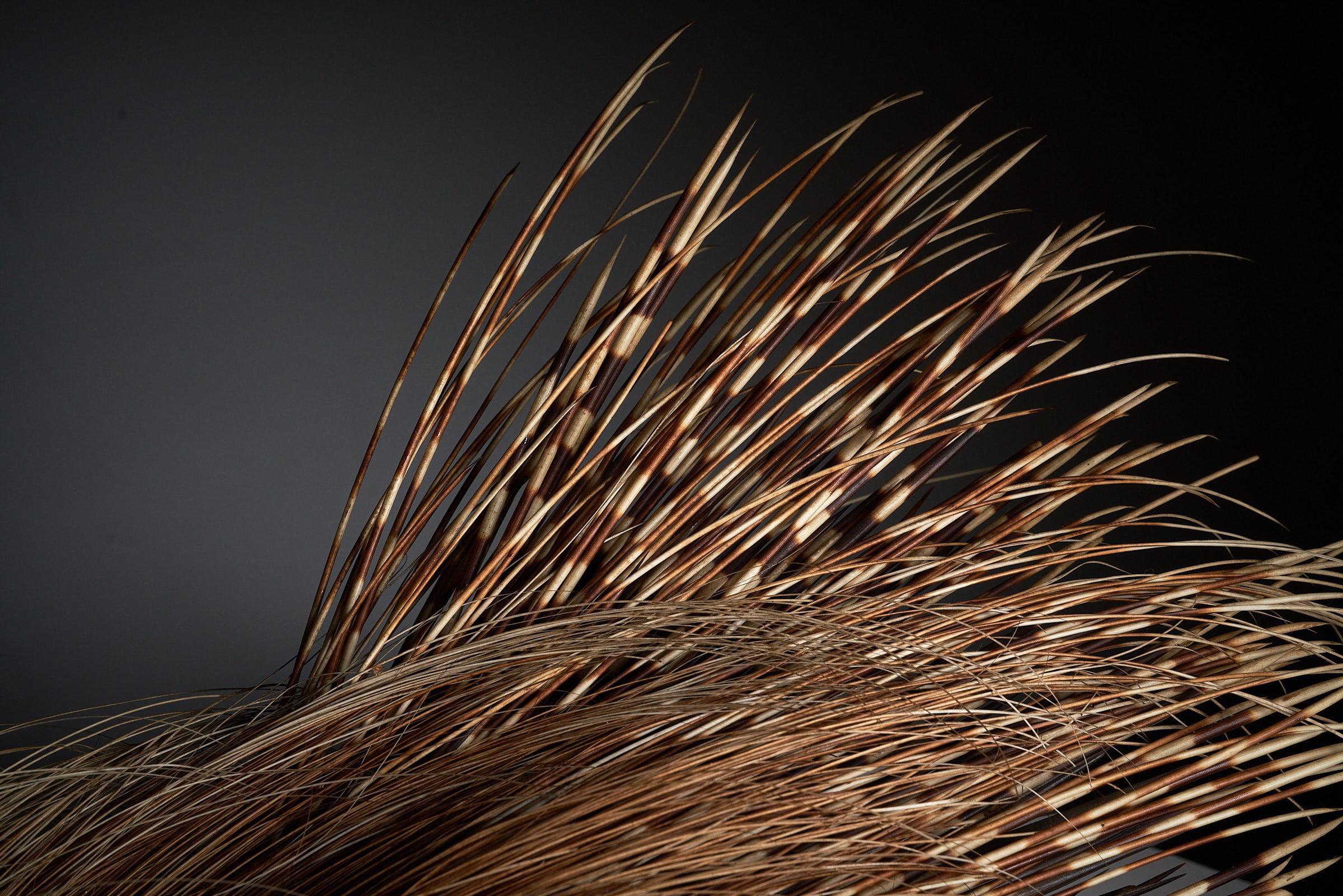 Antike Taxidermie-mount aus Porcupine im Angebot 2