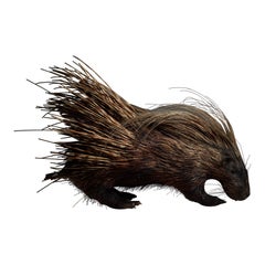 Porcupine Taxidermy Mount Antique
