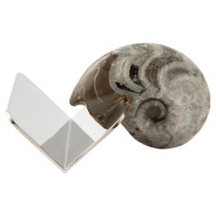 Auténtico tarjetero de amonita fósil - Colección Fossiline