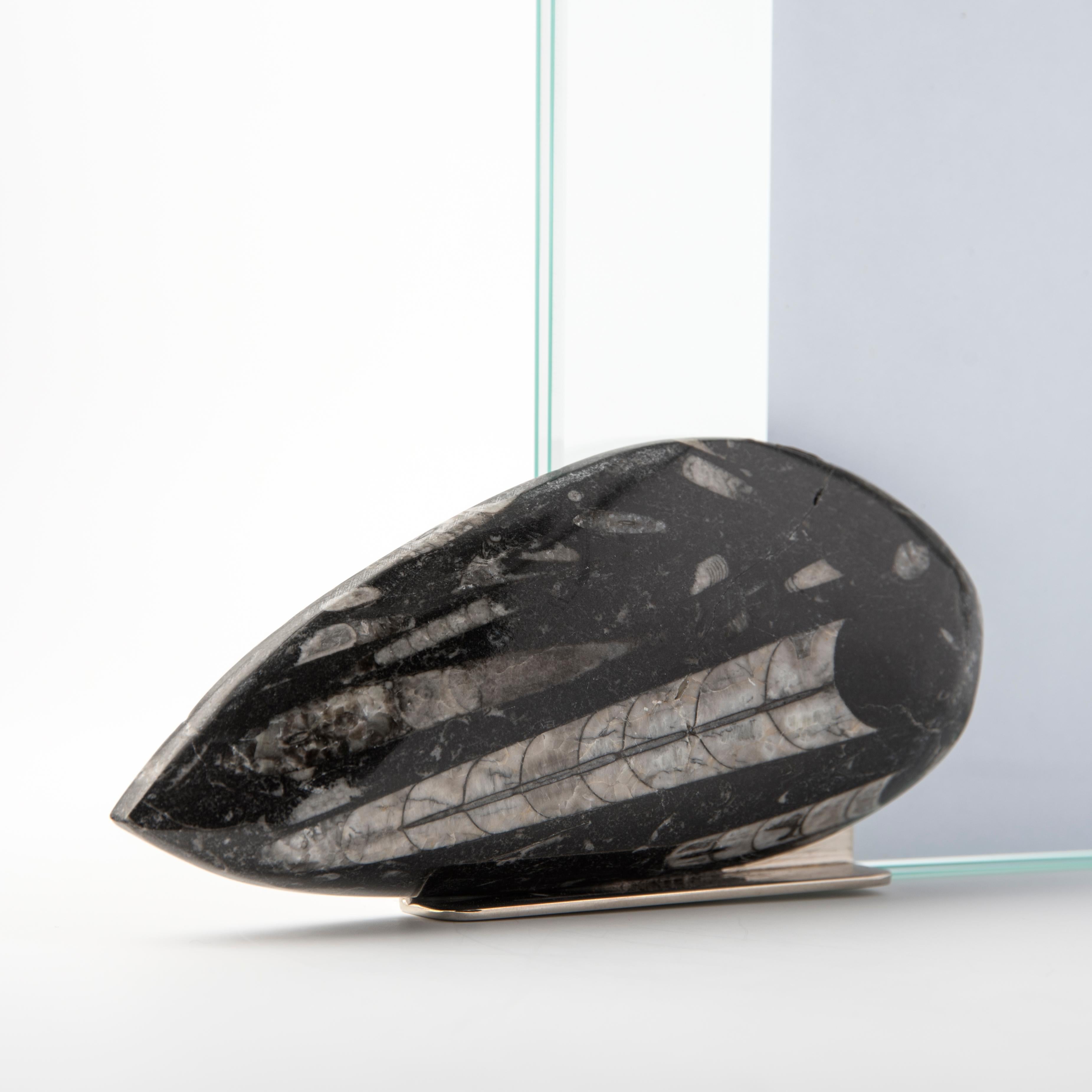 Marco de fotos de diseño con Ortoceras fósiles - Colección Fossiline de Nino Basso Moderno en venta