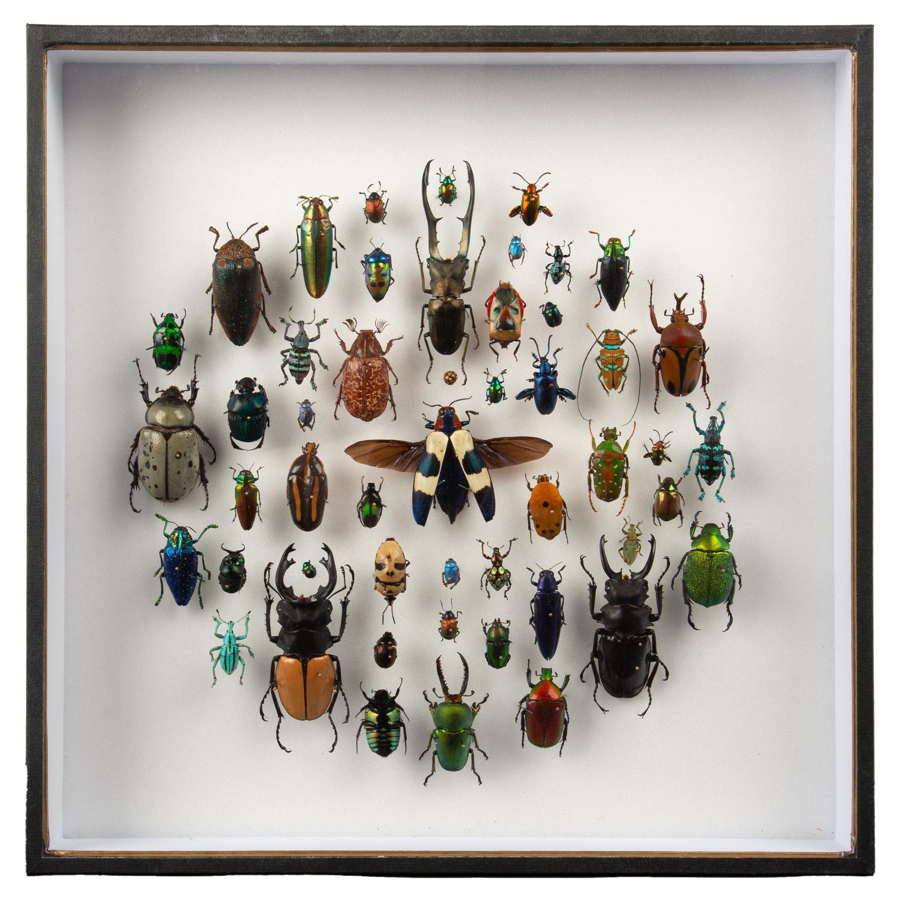 "Portal" by Hasharat – Specimen Composition in Radiant Symmetry