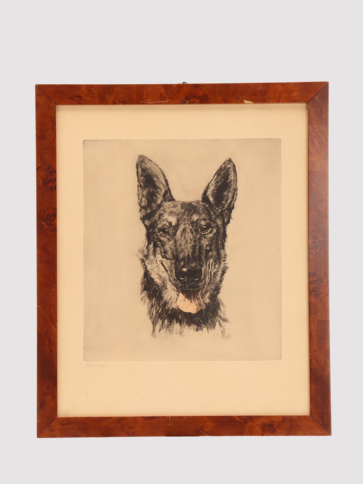 Una stampa a tecnica mista: il ritratto della testa di un cane pastore tedesco. Firmato. Struttura in legno massiccio con impiallacciatura in radica. Germania, circa 1930.