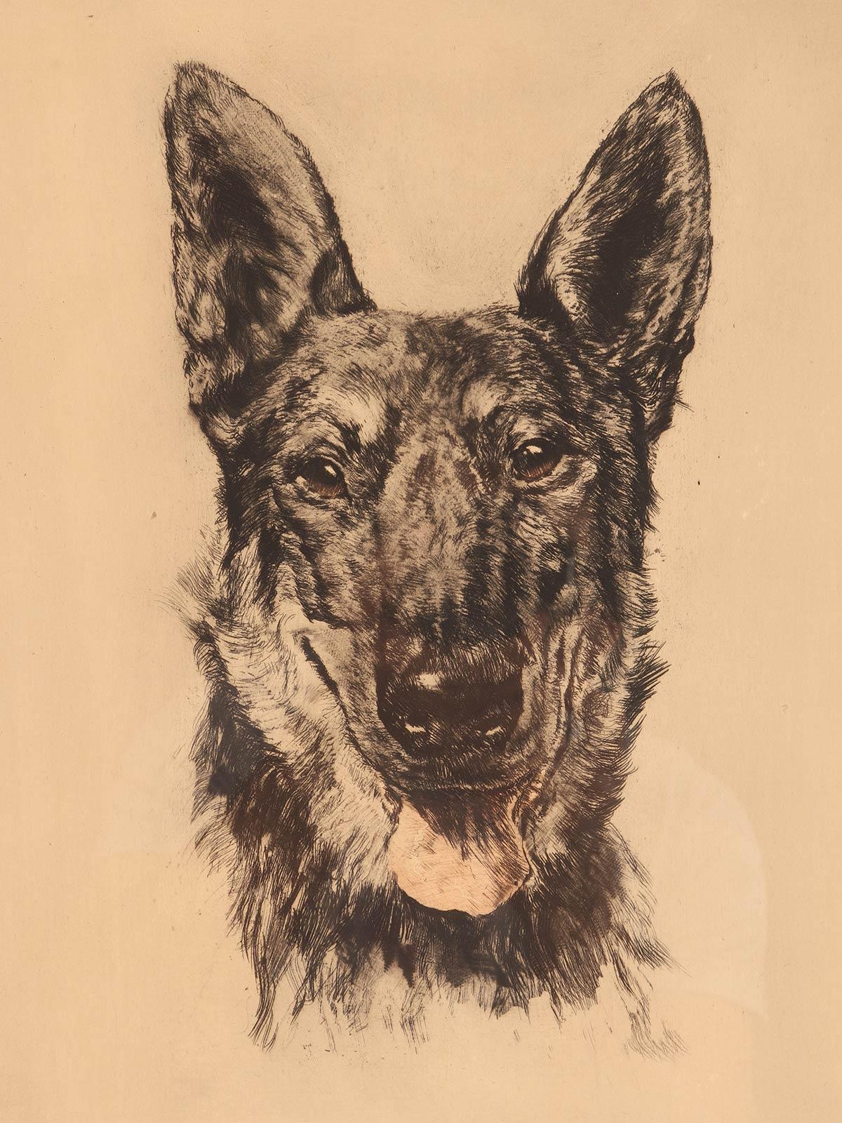 Ritratto raffigurante la testa di un cane da pastore tedesco, cornice in radica, Germania anni '30 In condizioni buone in vendita a Milan, IT