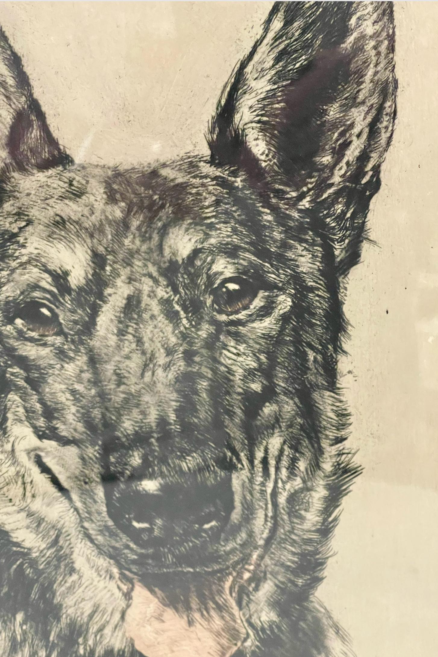 Ritratto raffigurante la testa di un cane da pastore tedesco, cornice in radica, Germania anni '30 in vendita 1