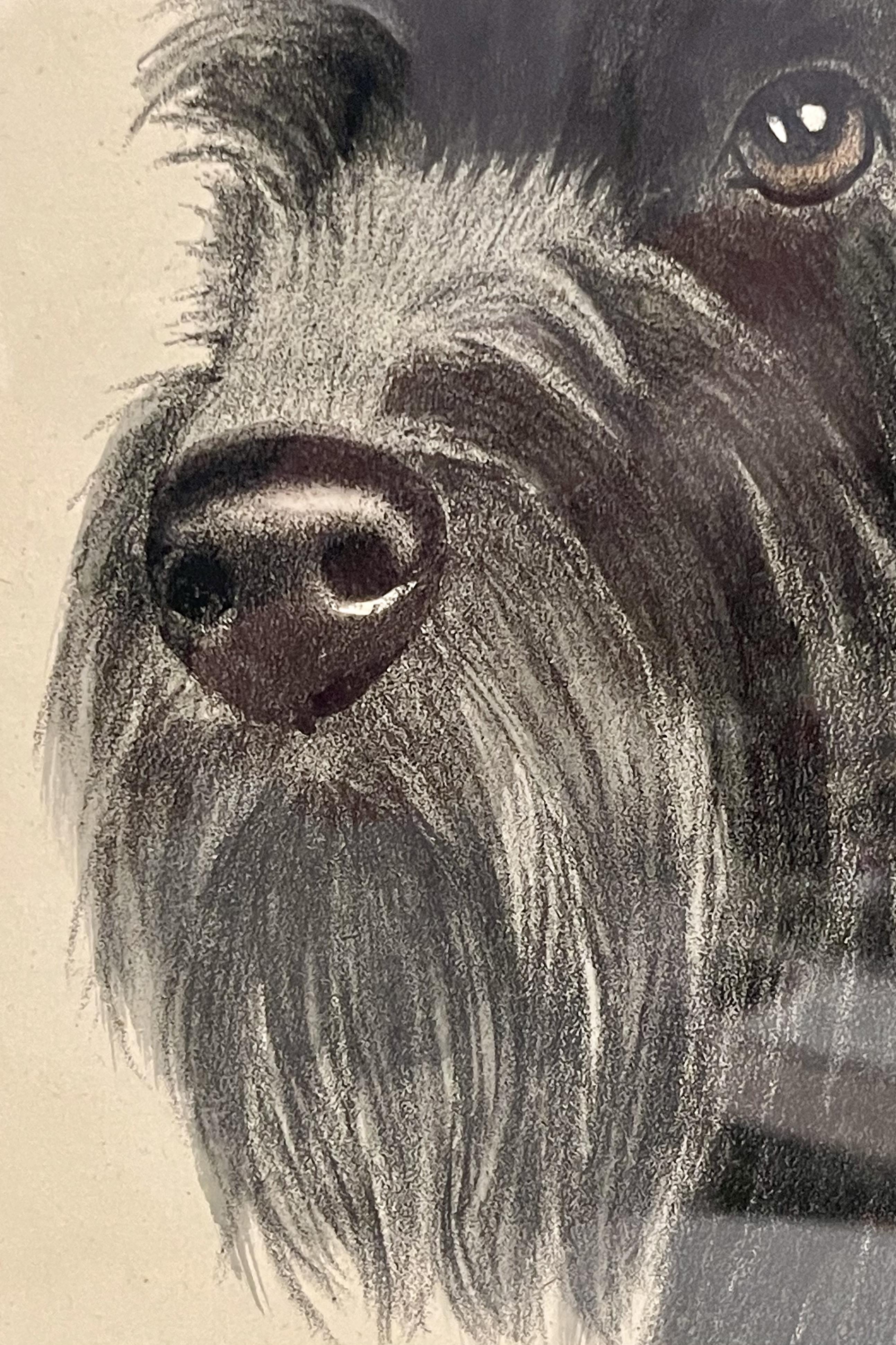 Portrait depicting the head of a Schnauzer dog, cherry frame, Germany 1930s. For Sale 5