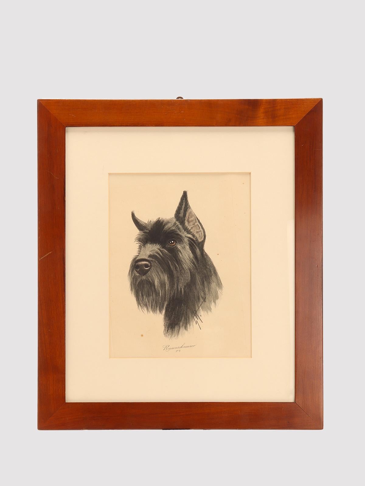 A print mixed technique: the portrait of a Riesenschnauzer dog’s head. Signed. Solid cherry wood frame, polished and beeswaxed. Germany circa 1930.