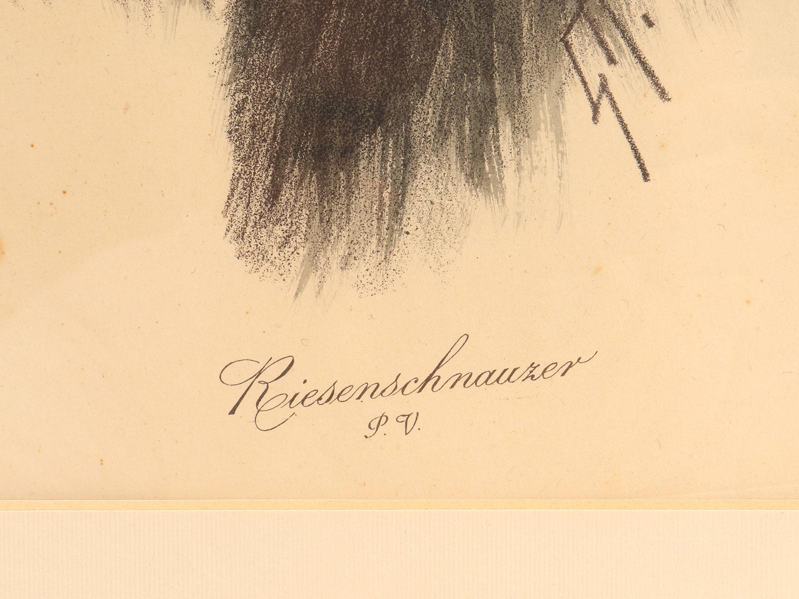 Mid-20th Century Portrait depicting the head of a Schnauzer dog, cherry frame, Germany 1930s. For Sale