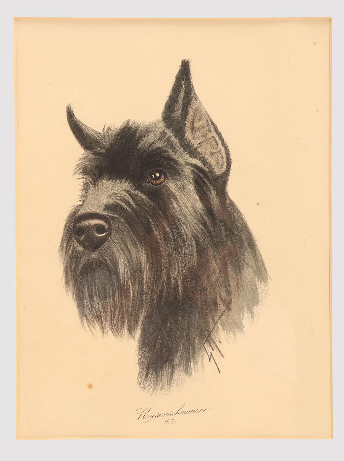 Wood Portrait depicting the head of a Schnauzer dog, cherry frame, Germany 1930s. For Sale