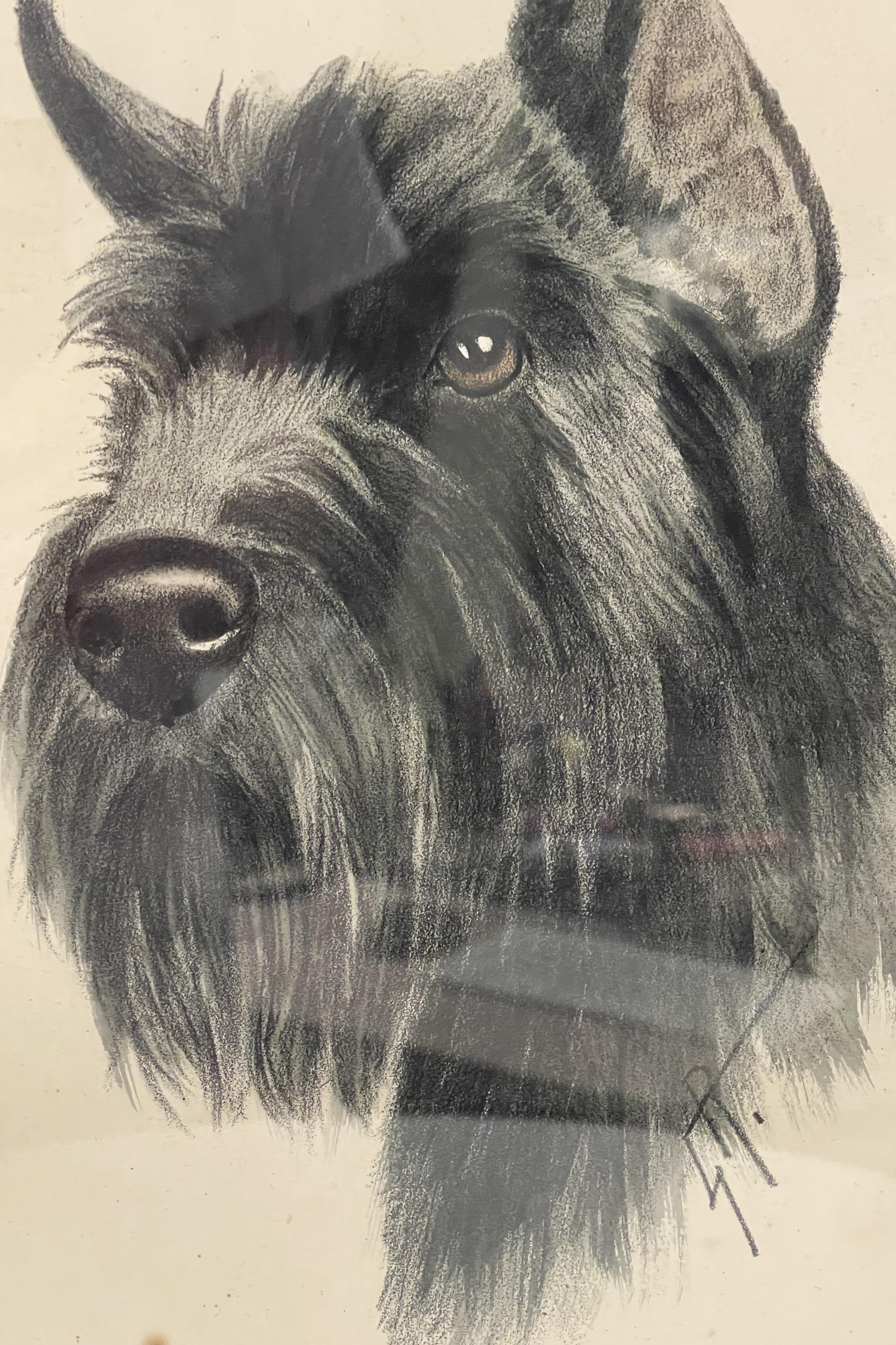 Portrait depicting the head of a Schnauzer dog, cherry frame, Germany 1930s. For Sale 2