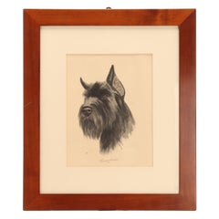 Portrait of a Riesenschnauzer Dog’s Head, Germany, 1930