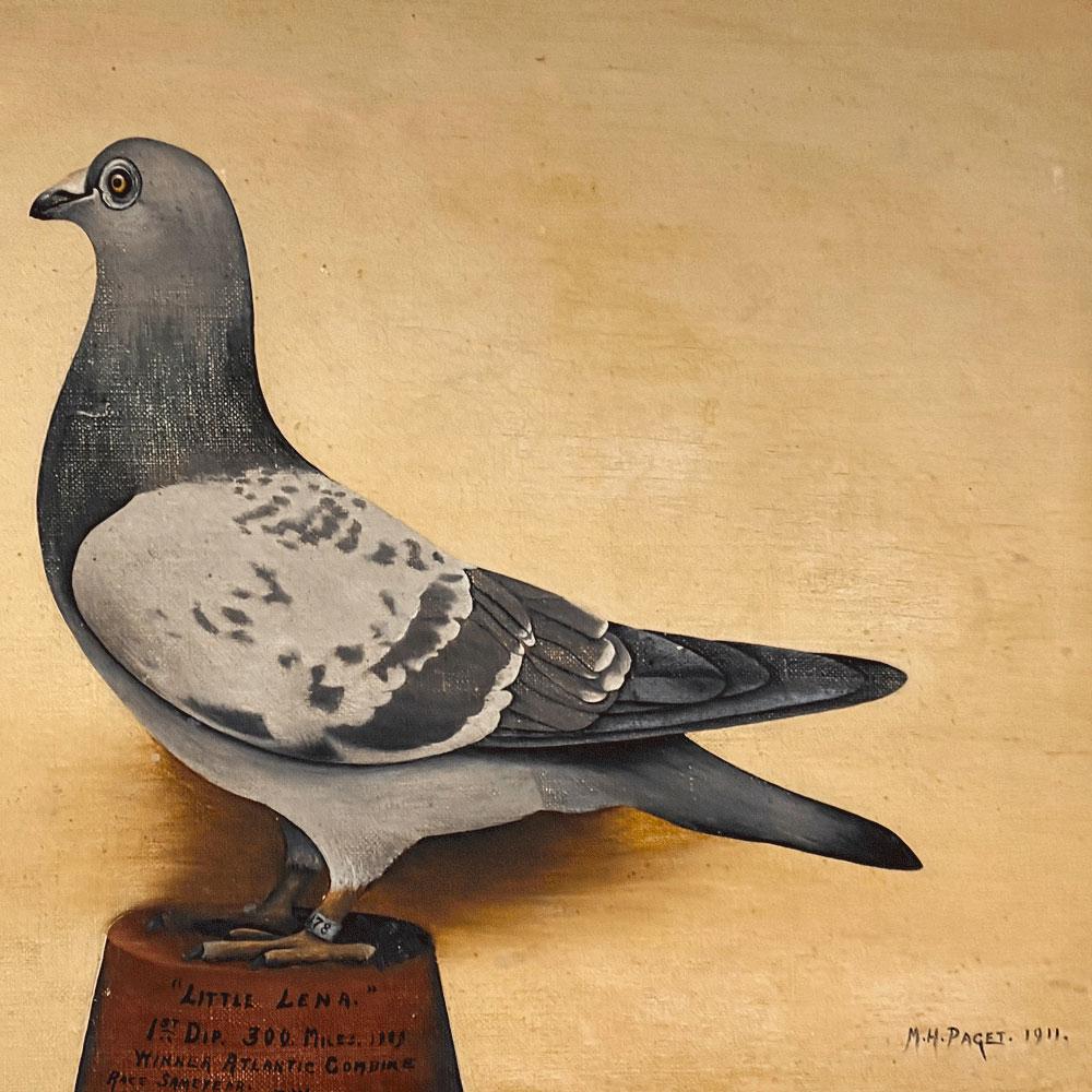 Well painted portrait, signed M.H. Paget and dated 1911, of a racing pigeon standing on a red pedestal inscribed 