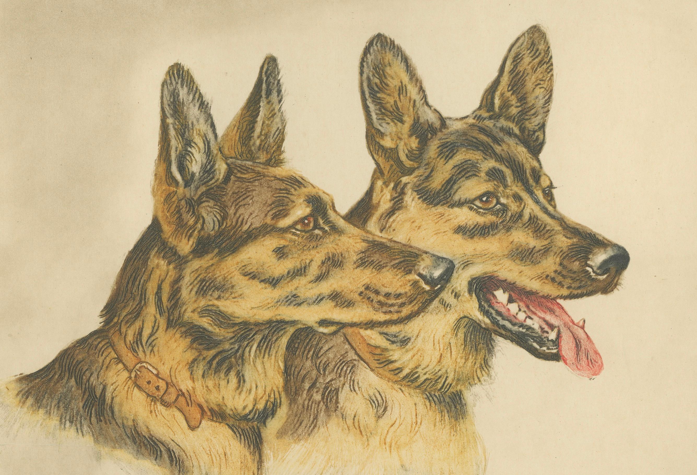Porträt von zwei deutschen Schäferhunden - Handkolorierte Lithografie von Paul Wood, 1935 (Papier) im Angebot